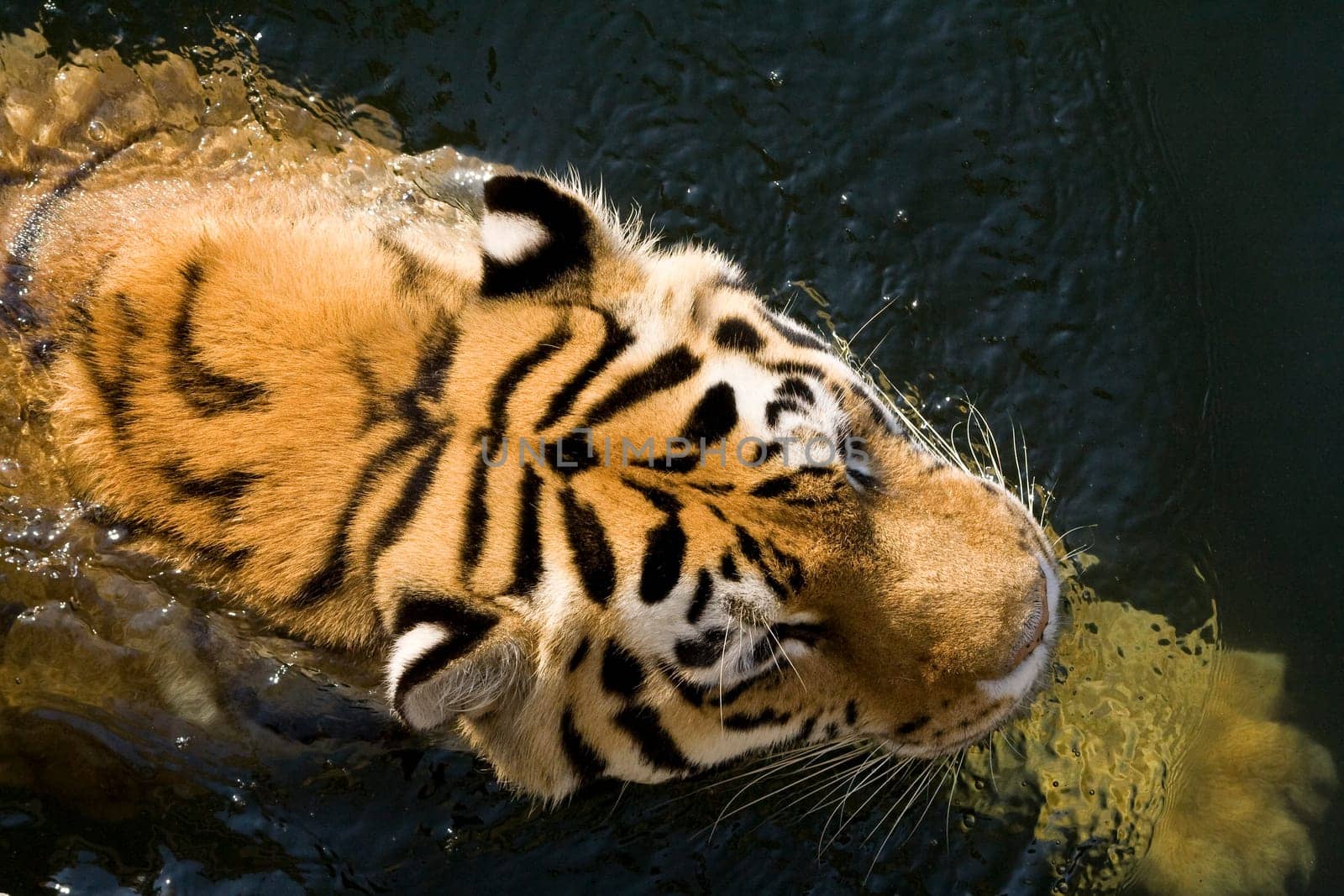 Swimming Tiger
