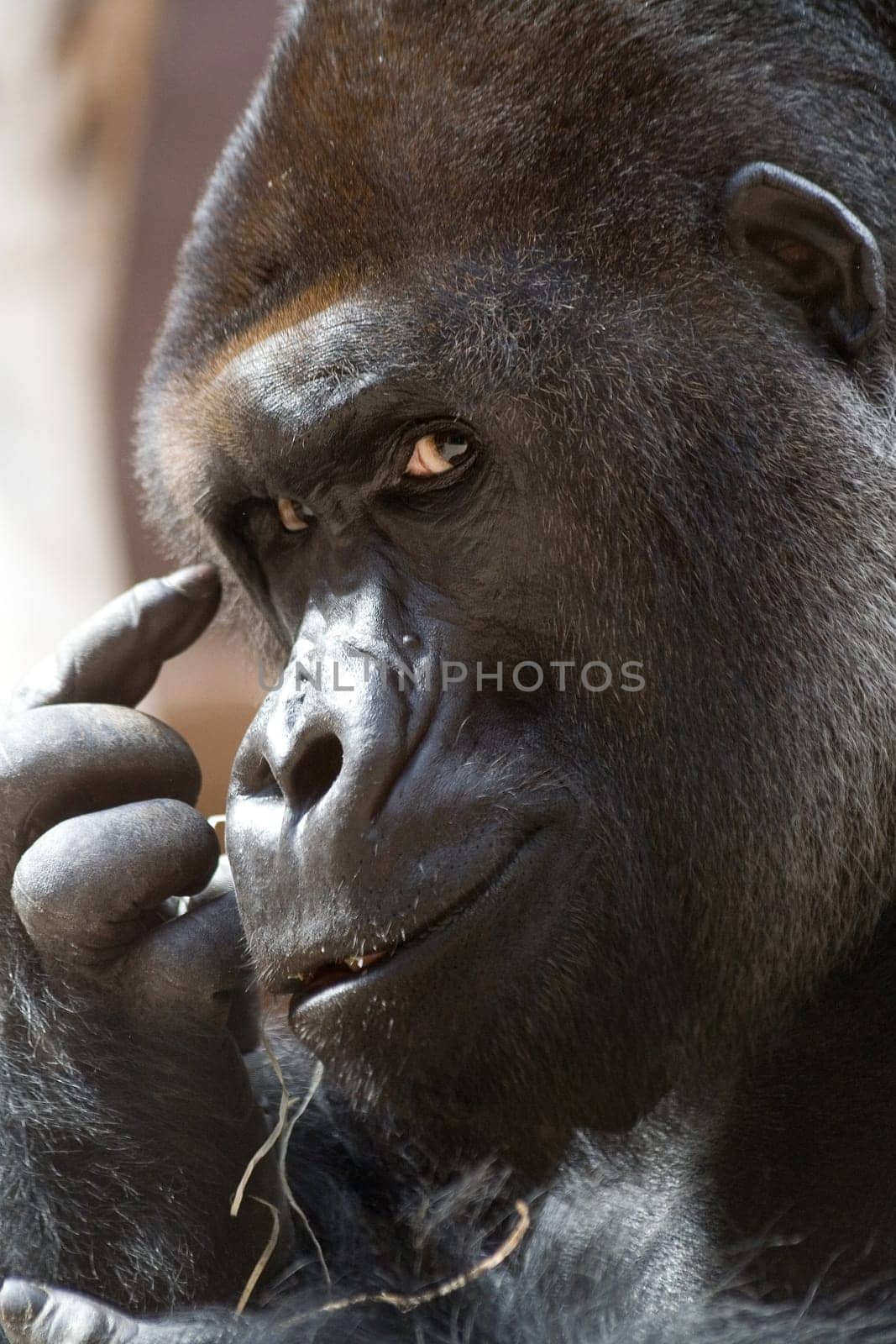 Think think think (gorilla)
