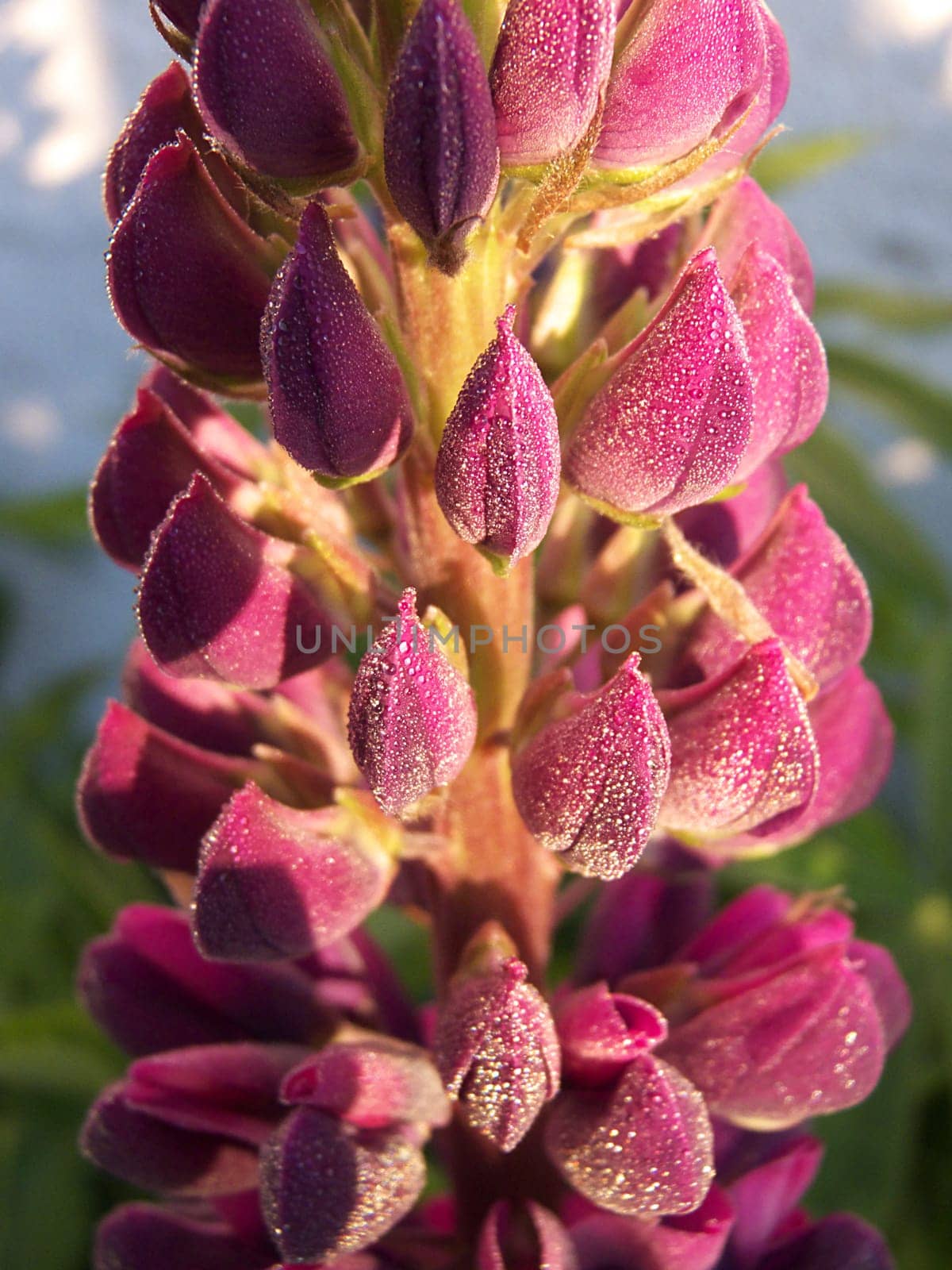 flowering lupins