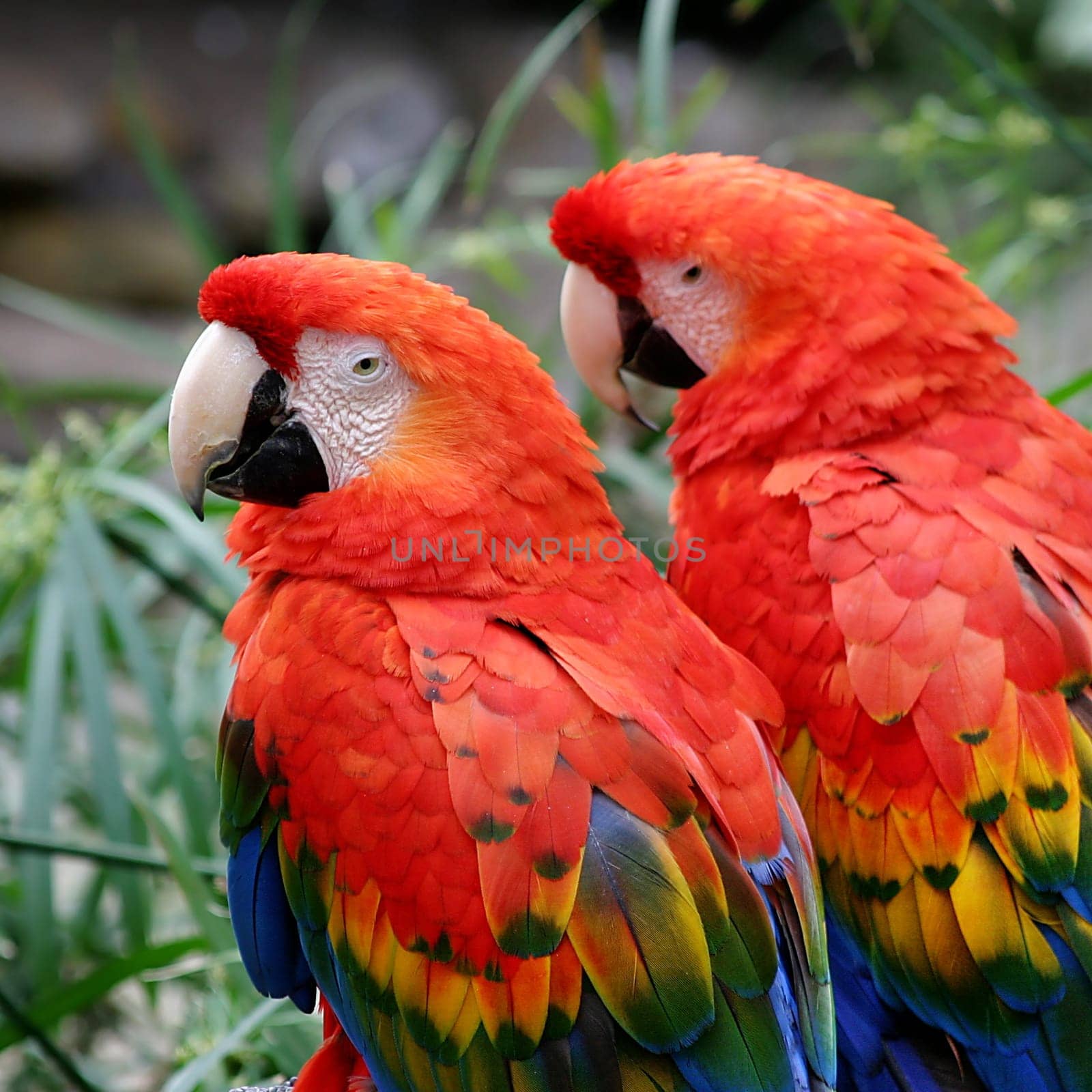 Scarlet Macaws