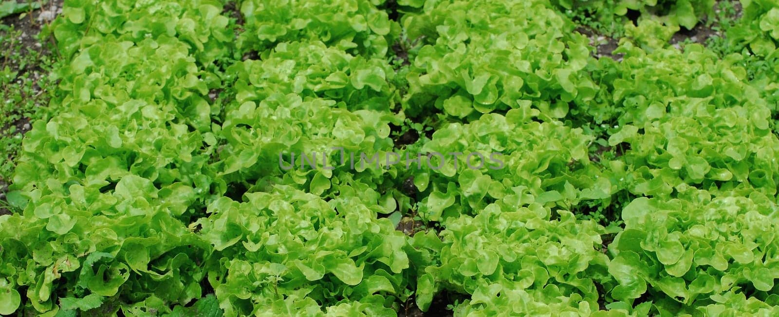 Green oak leaf lettuce