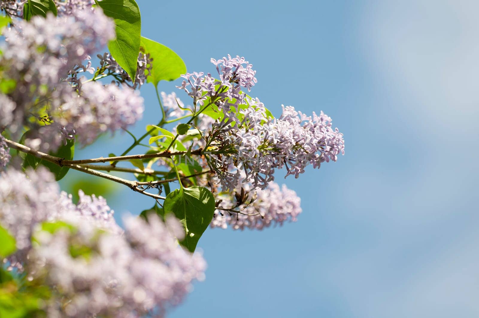 Lilac - Syringa