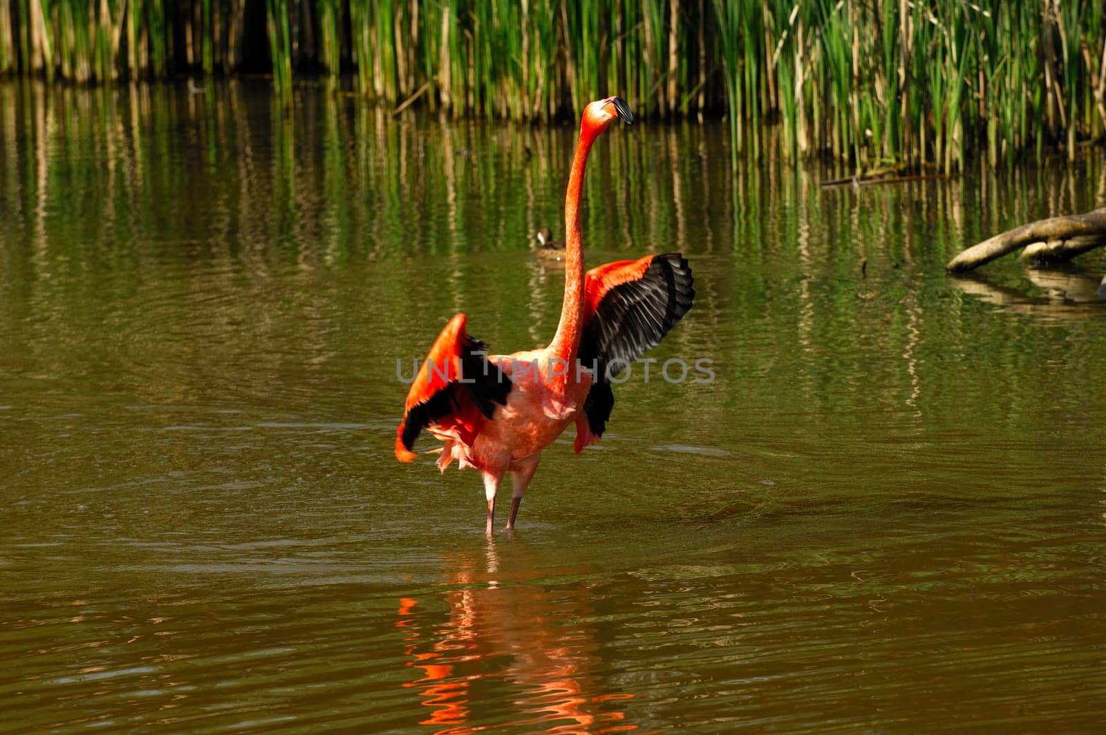 Cuban flamingo,Phoenicopterus ruber ruber