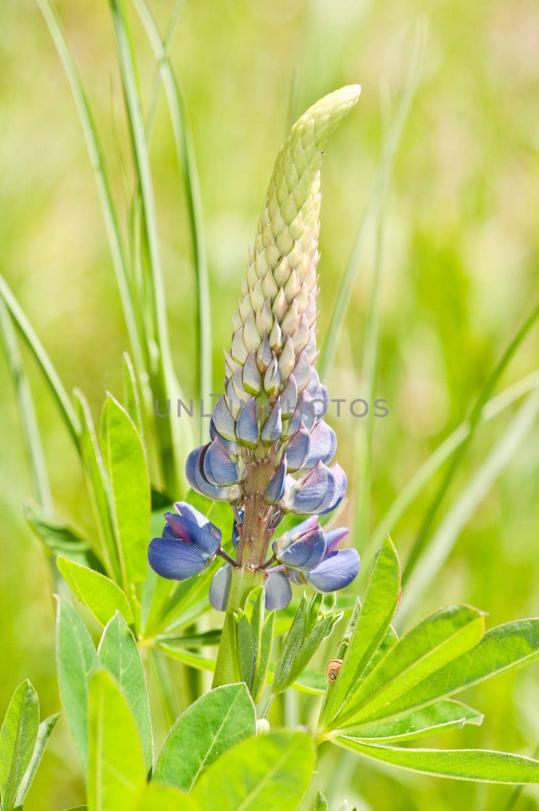 Many-leaved lupine Lupinus polyphyllus