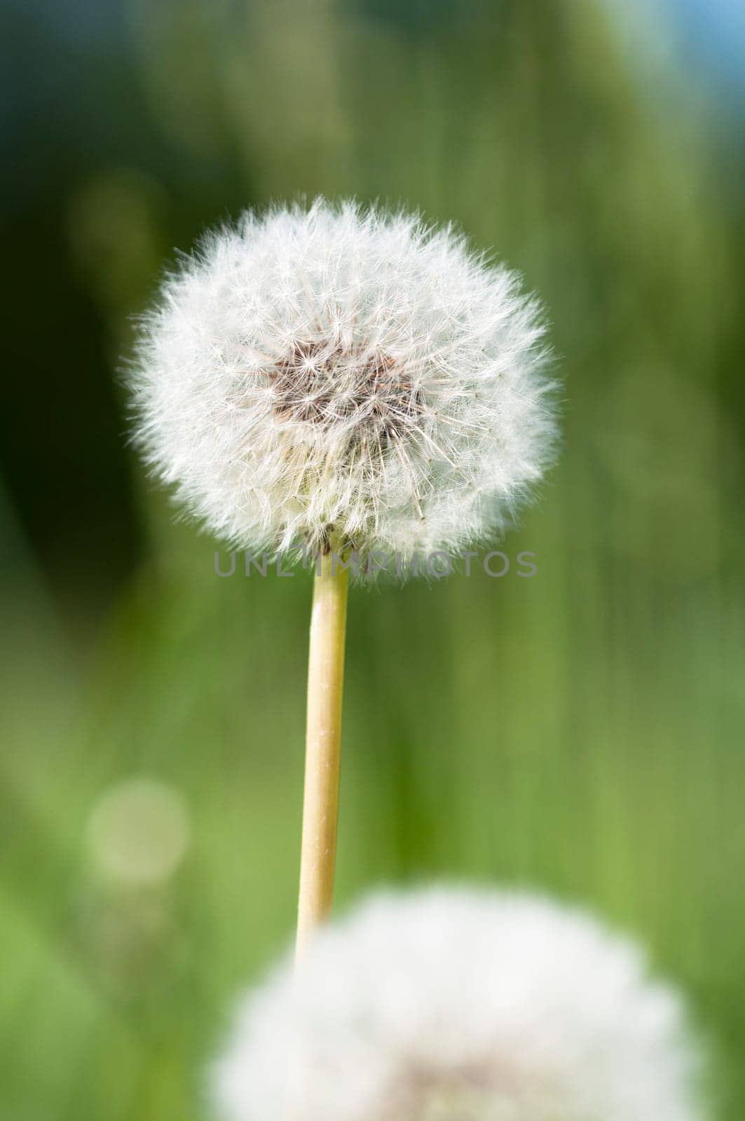 Dandelion - Taraxacum