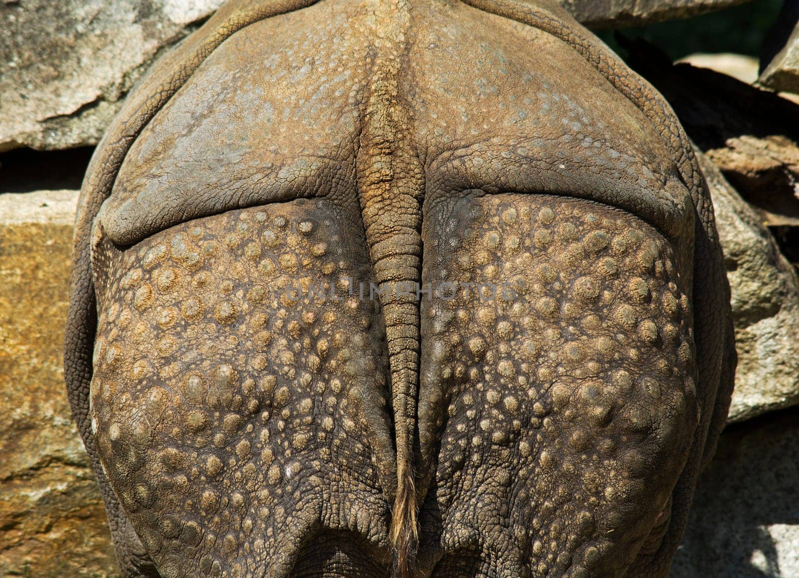 A rhinoceros from behind