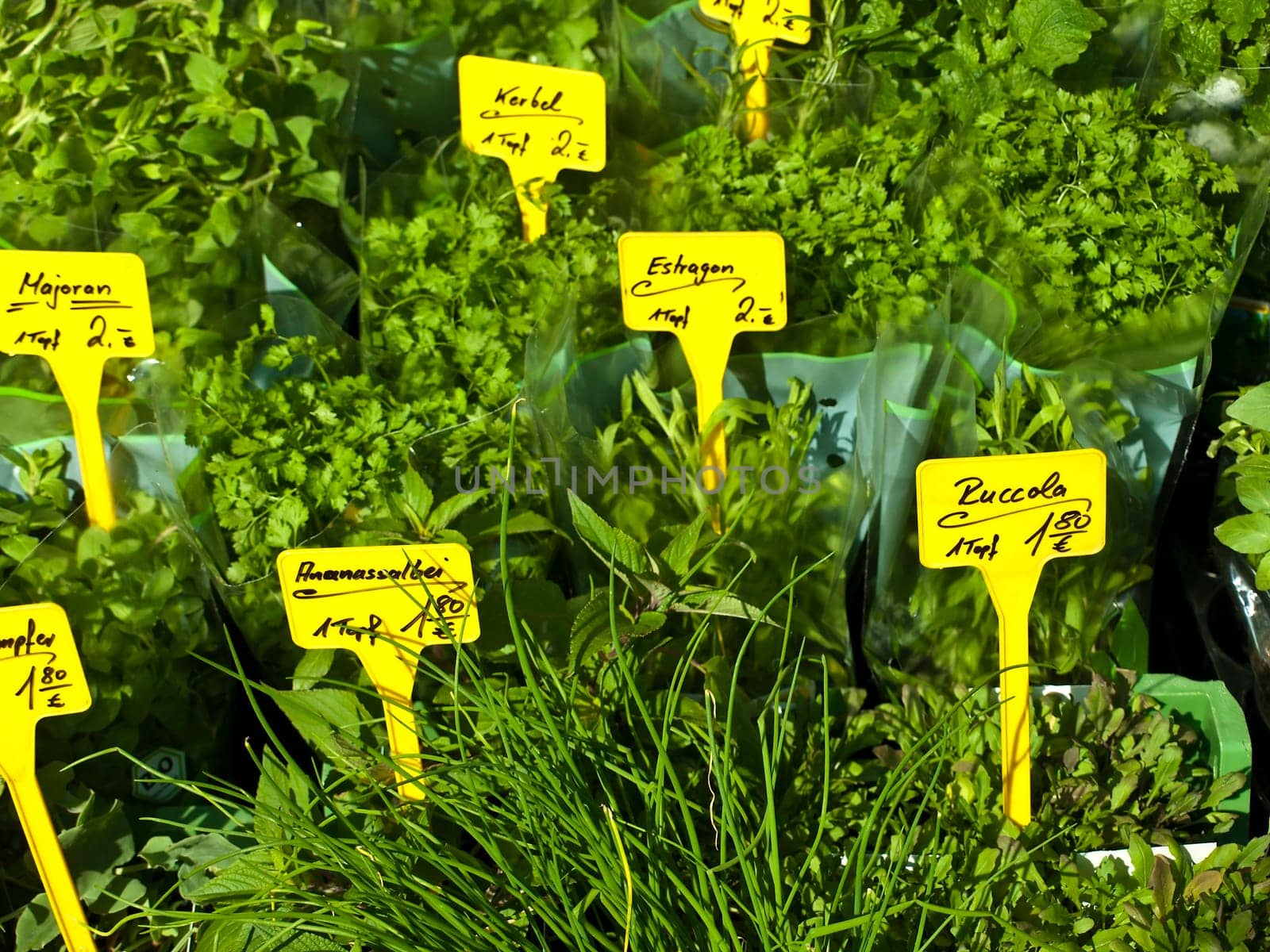 Culinary herbs