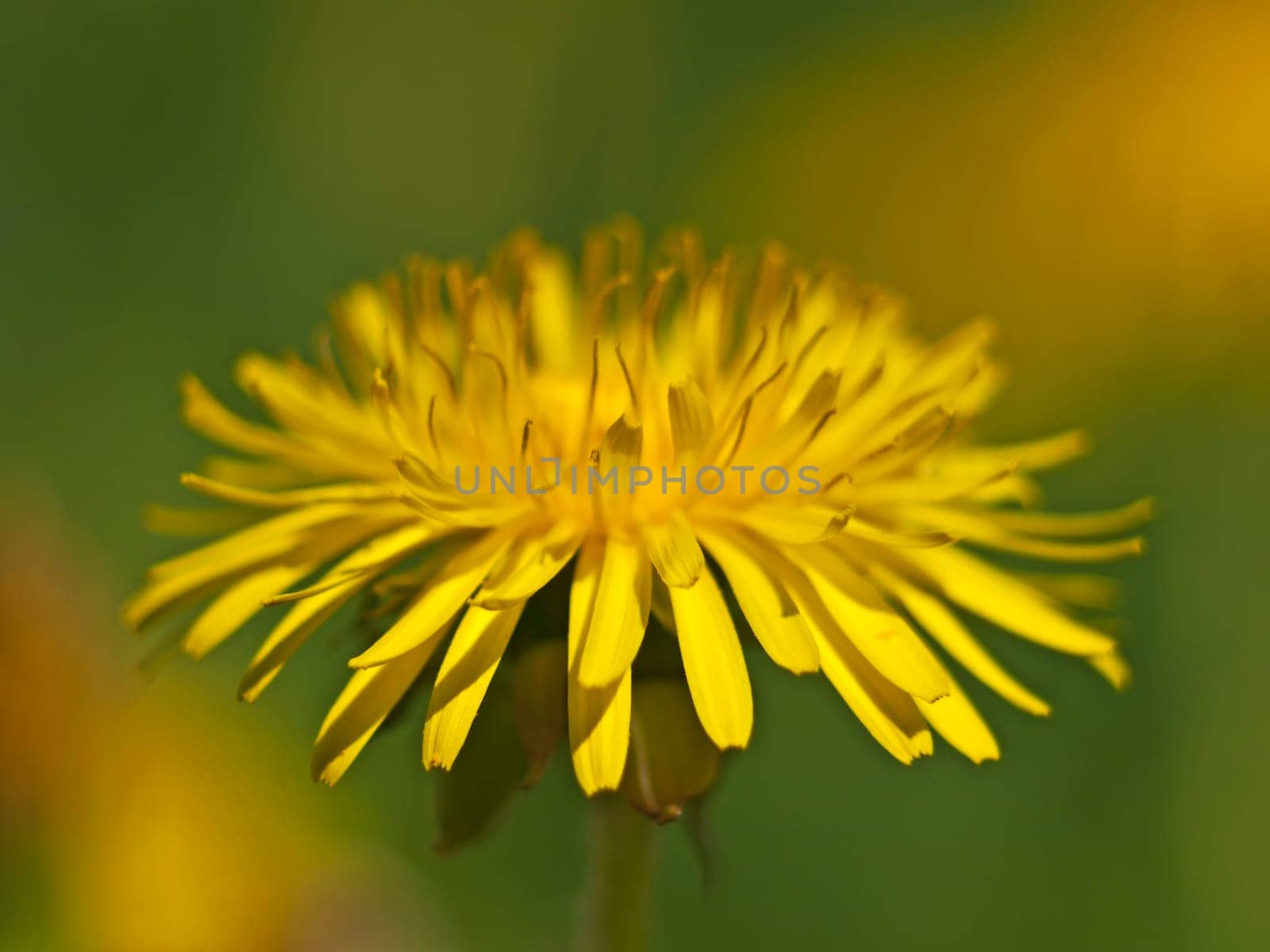 Dandelion with pyramid gun