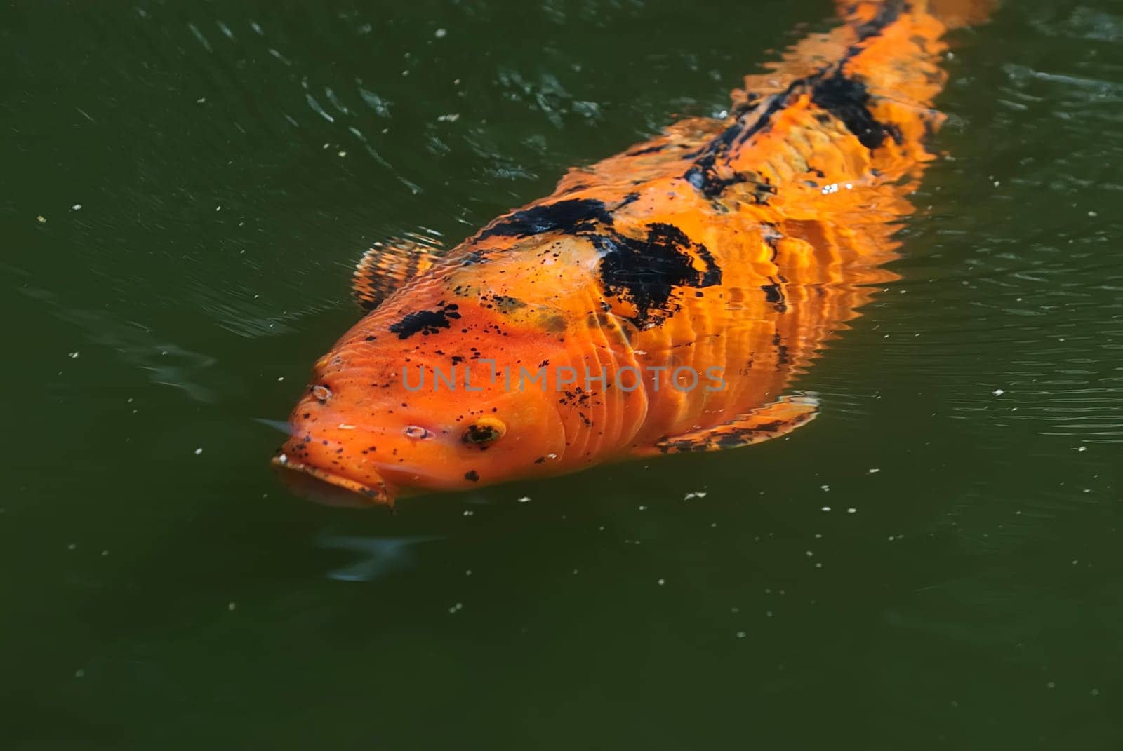 Koi 15