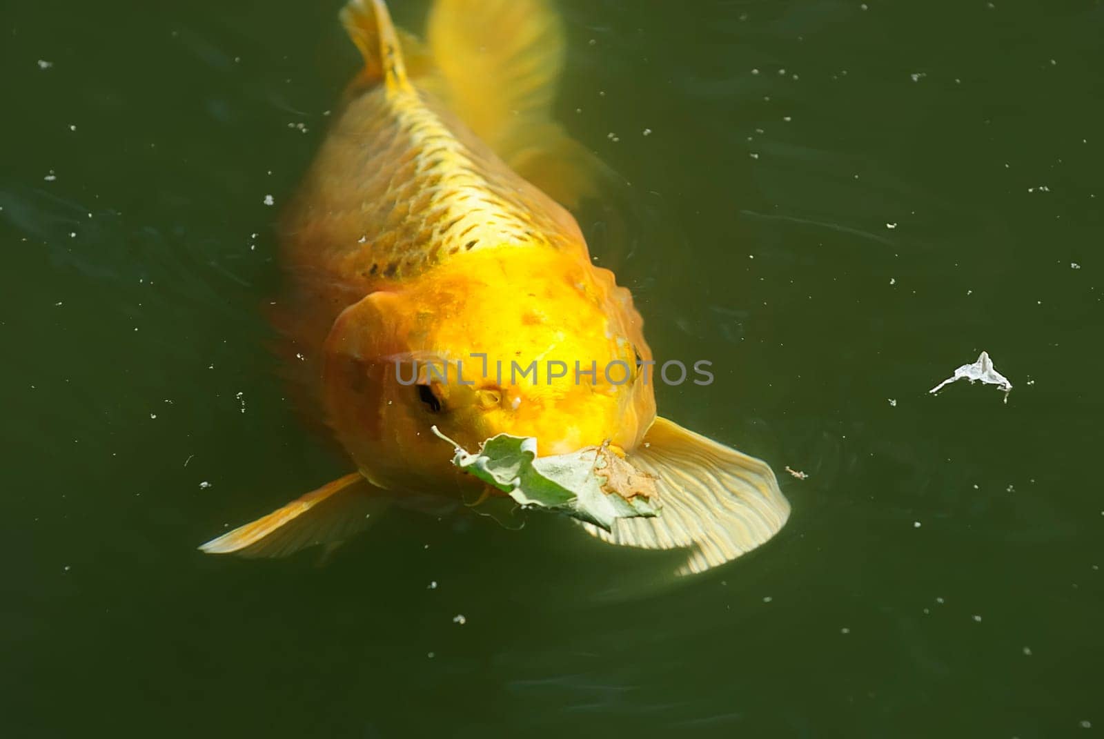 Koi 42