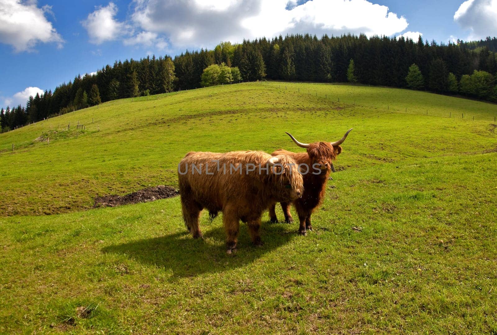 Cow and bull