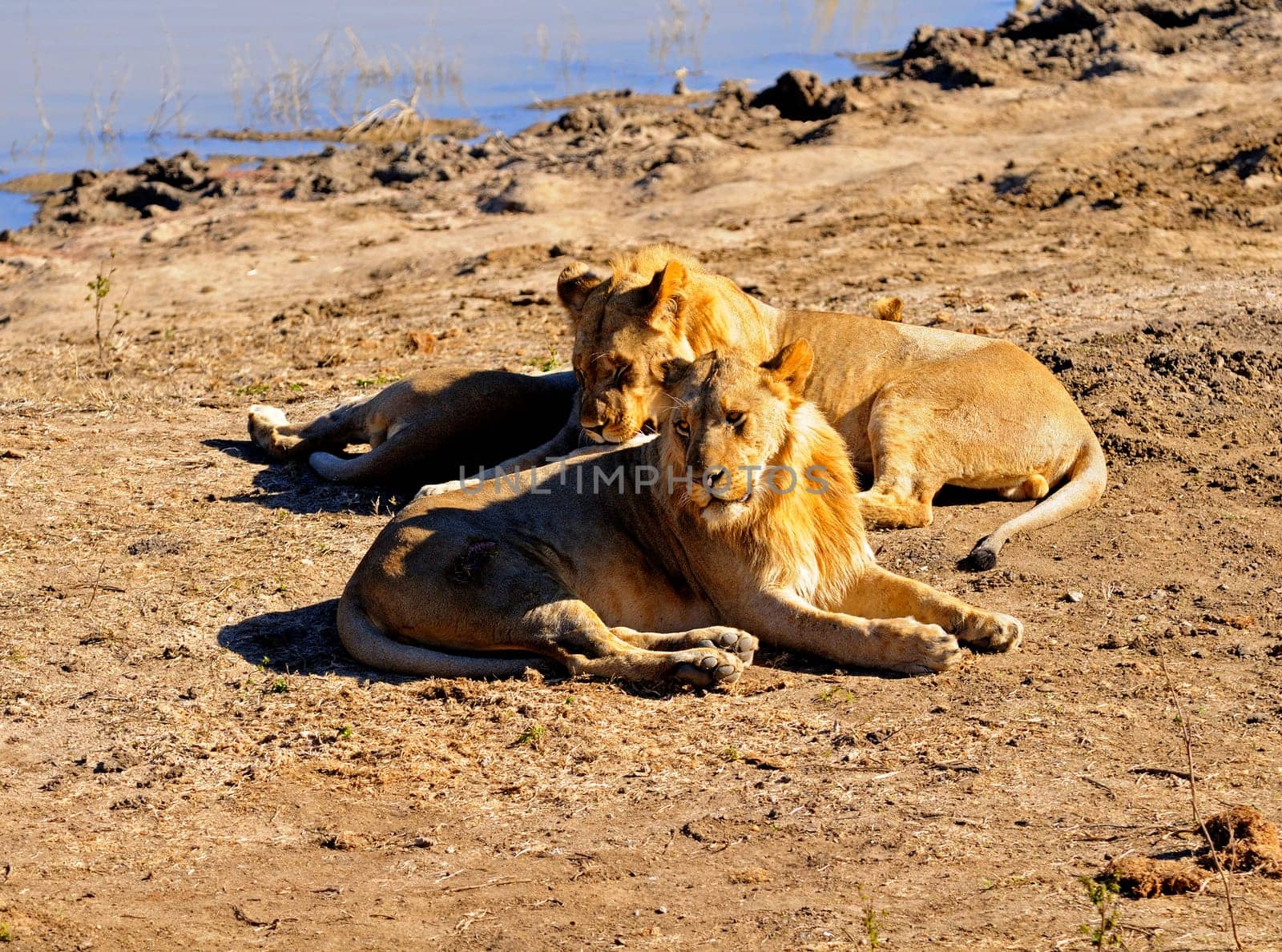 Lions lying at a watering hole,South Africa