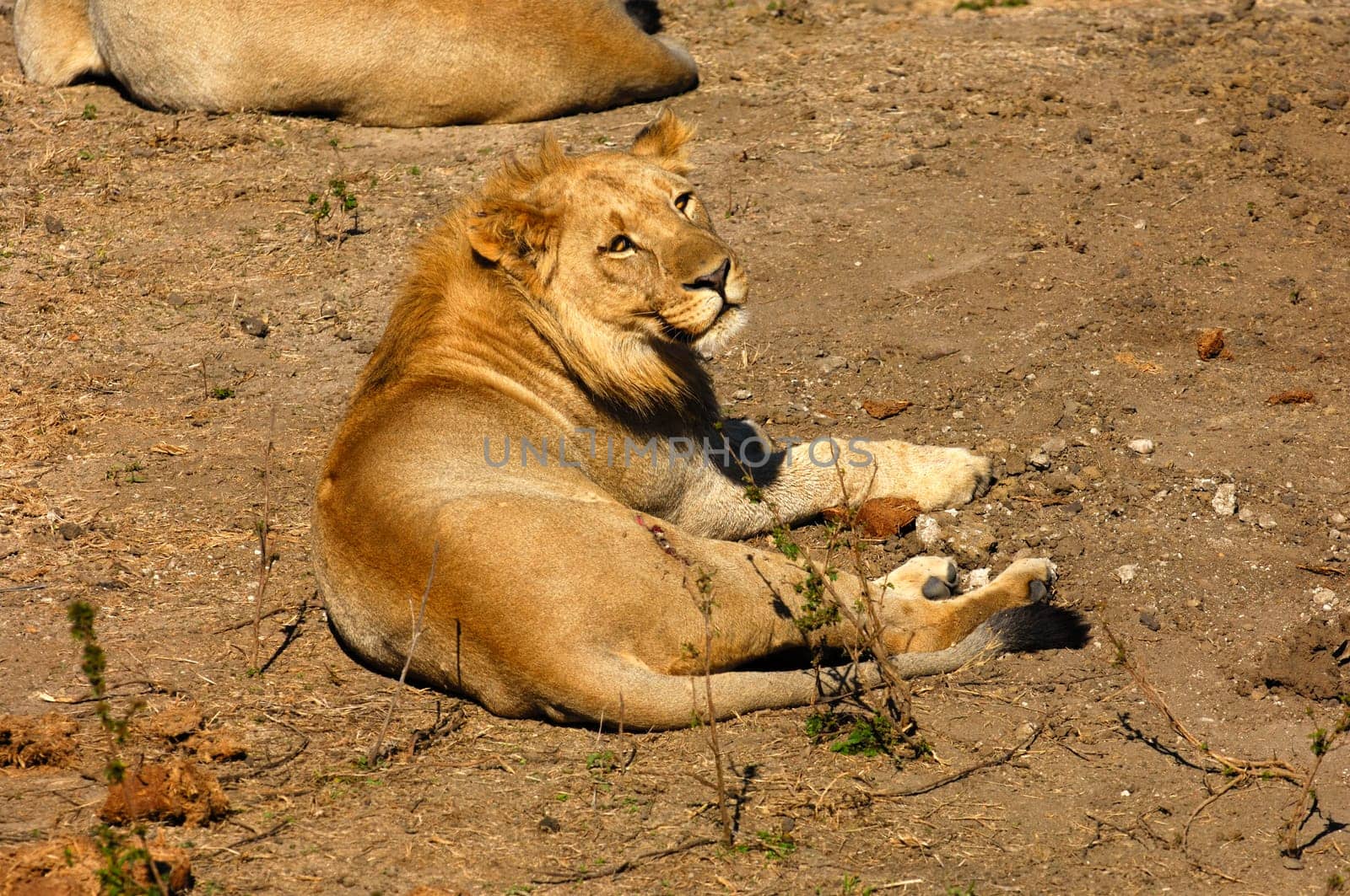 Resting young lion,South Africa
