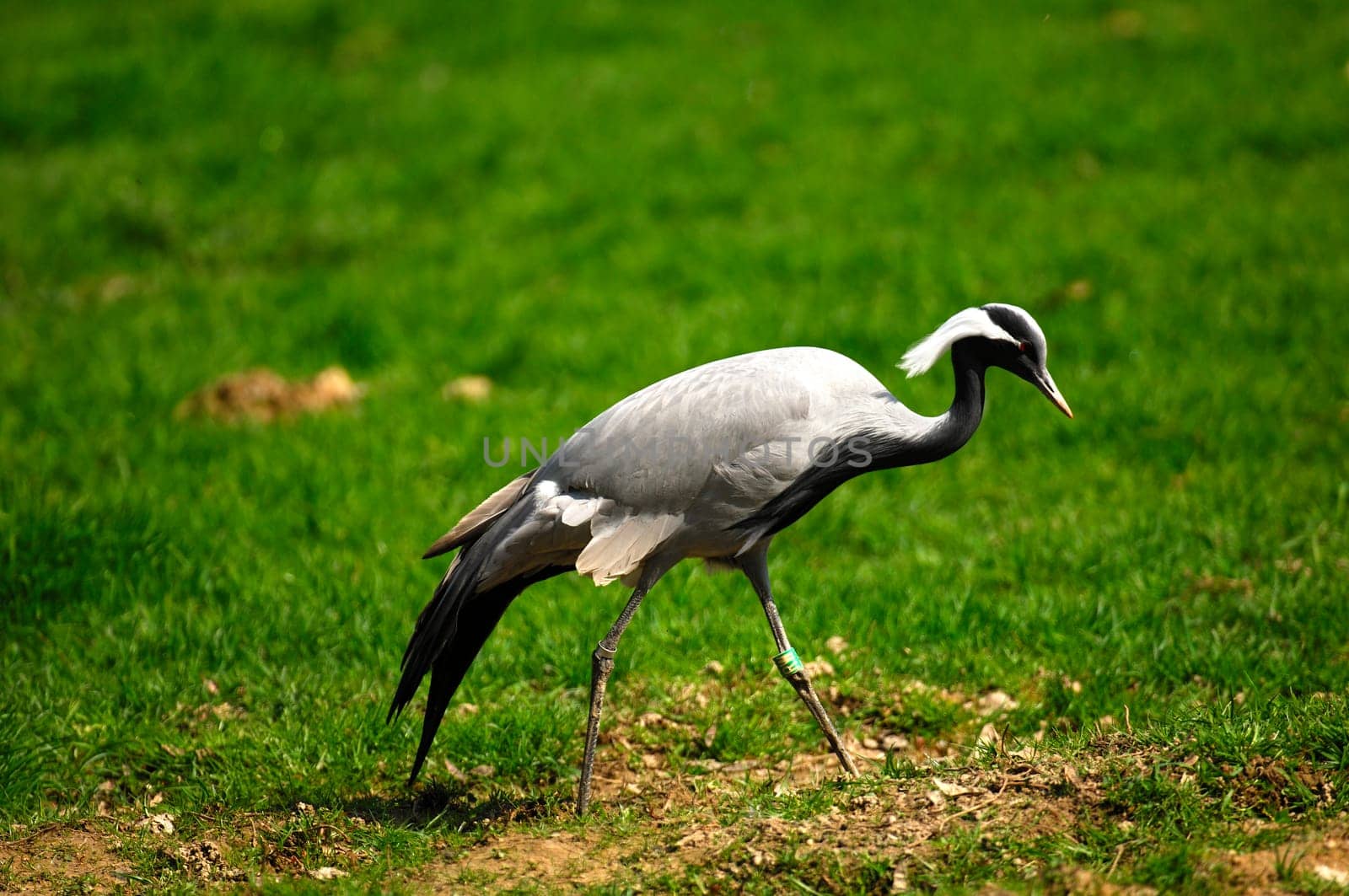Crane (Grus grus)