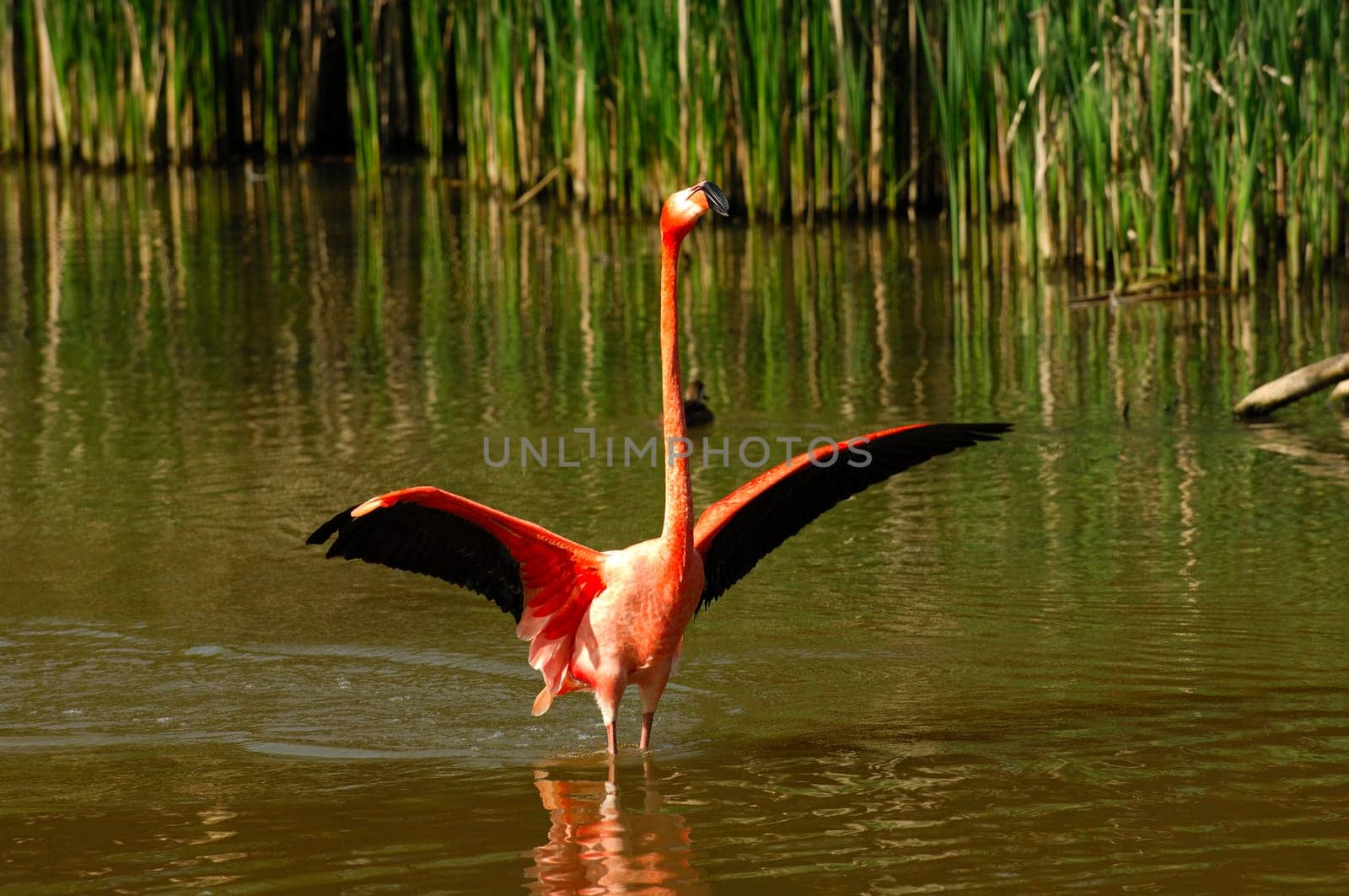 Cuban flamingo,Phoenicopterus ruber ruber