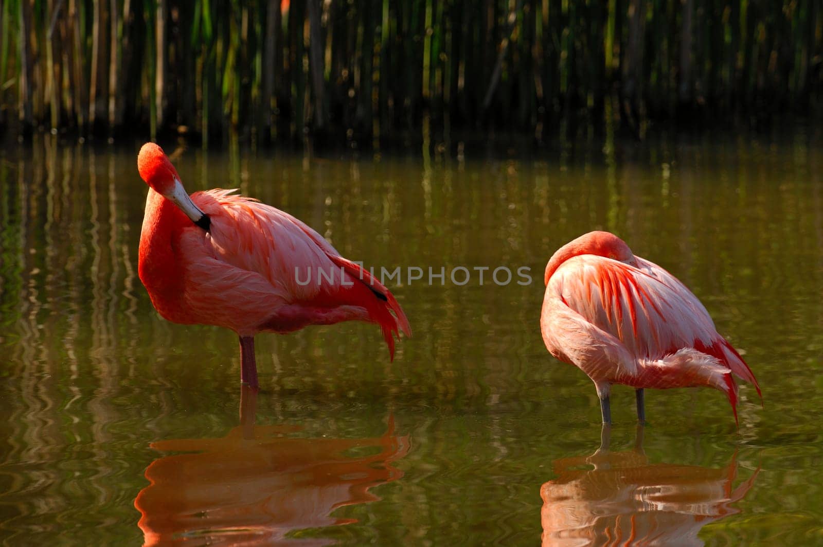 Cuban flamingo,Phoenicopterus ruber ruber