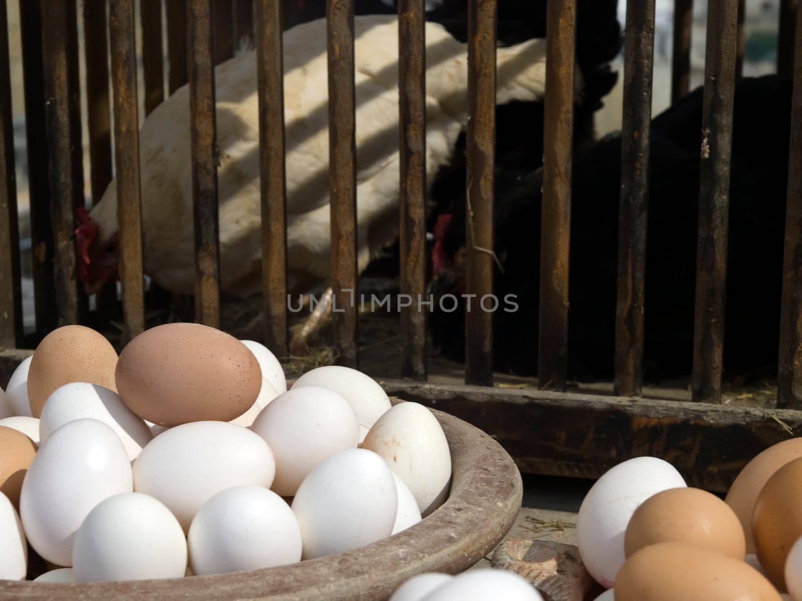 Dairy