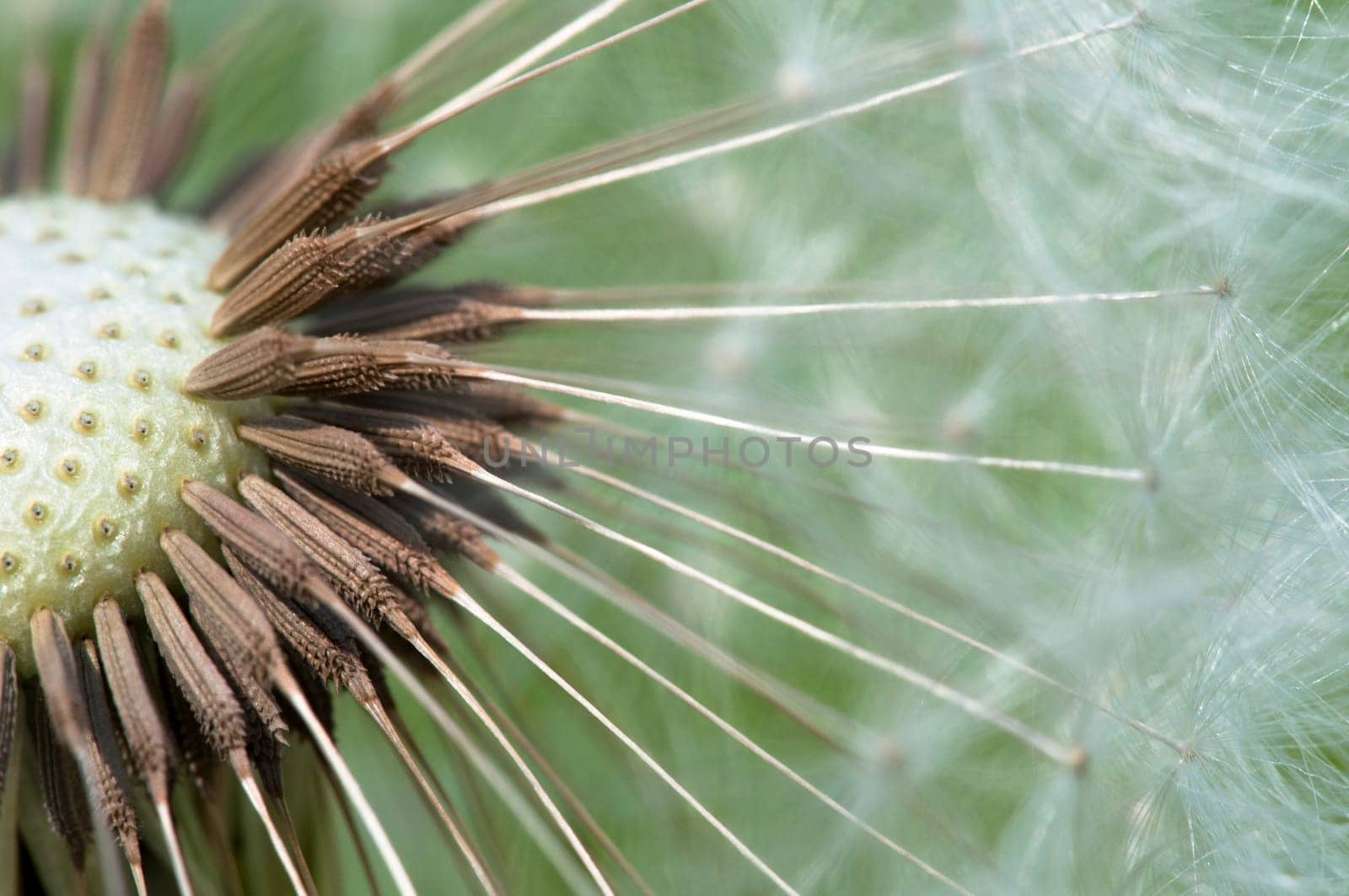 Dandelion - Taraxacum