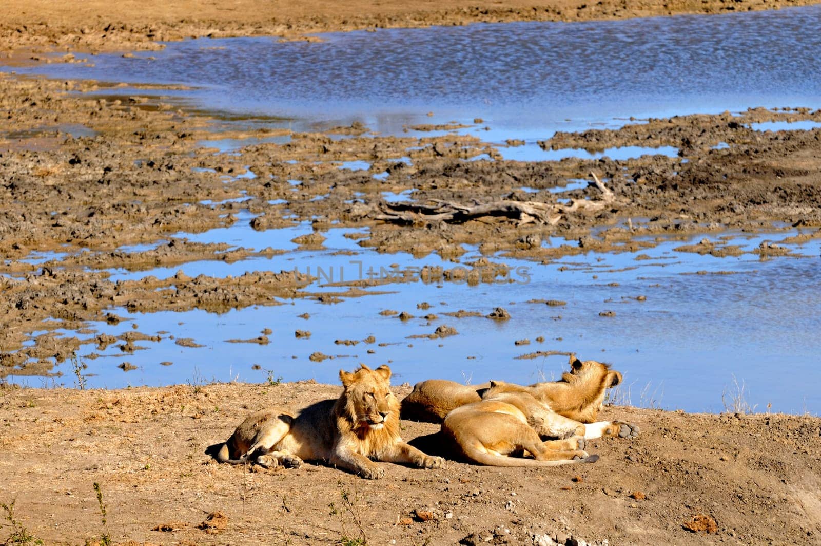 Lions lying at a watering hole,South Africa