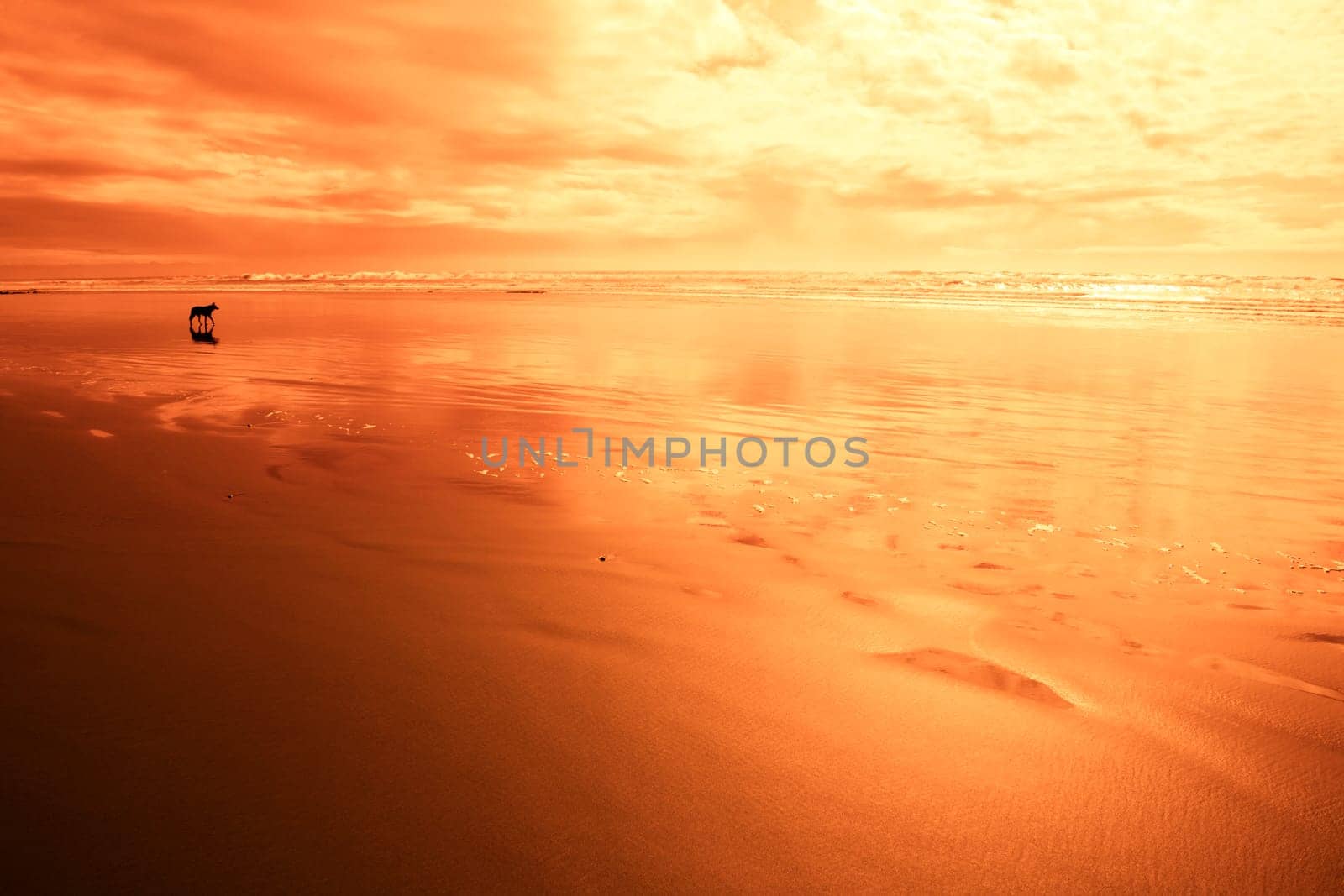 Dog at the beach in red light