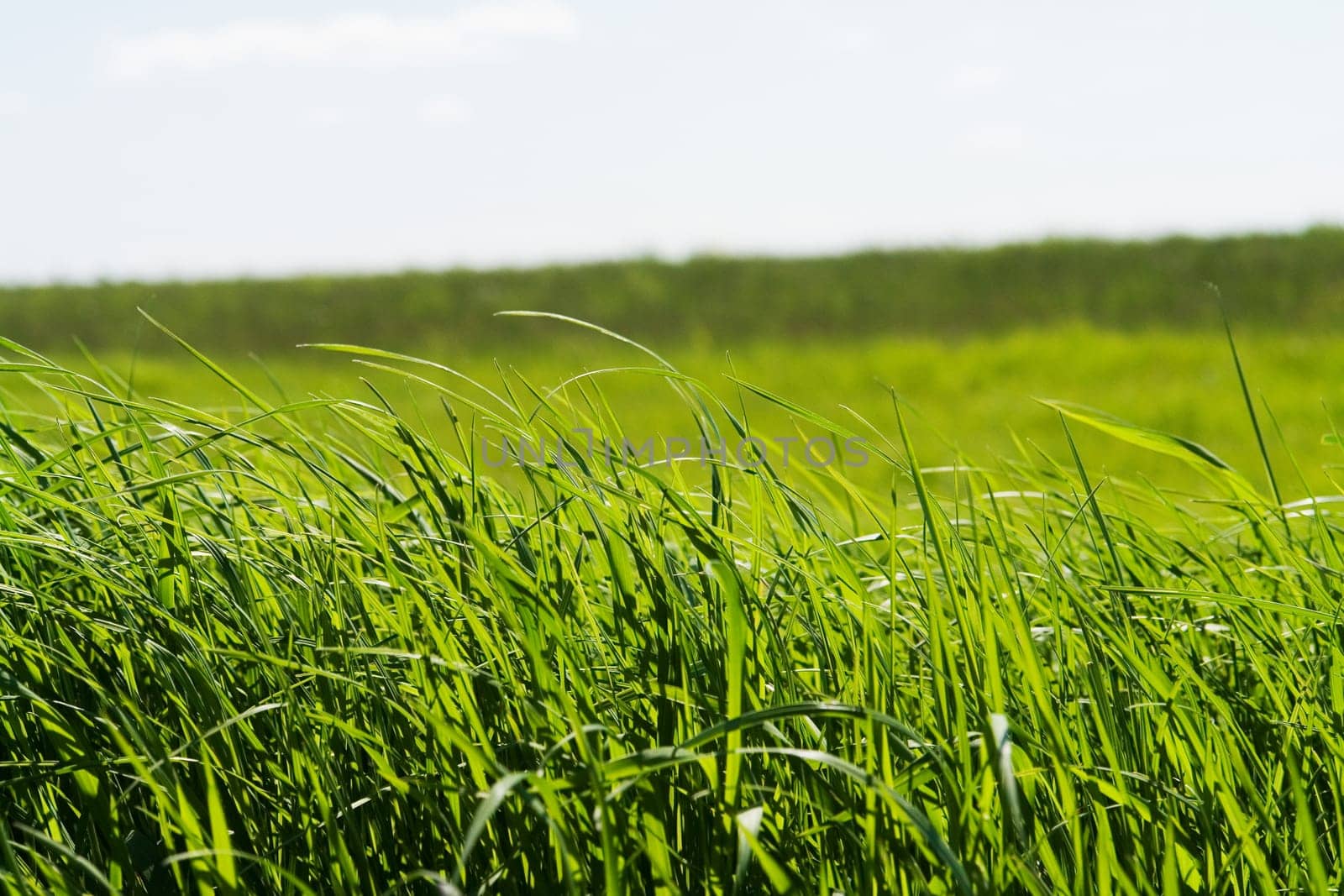 grass