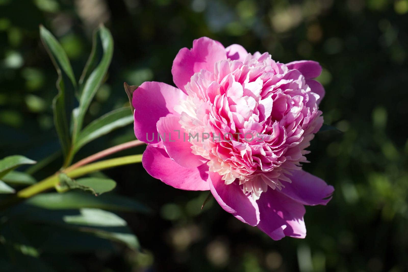 Pink Rose