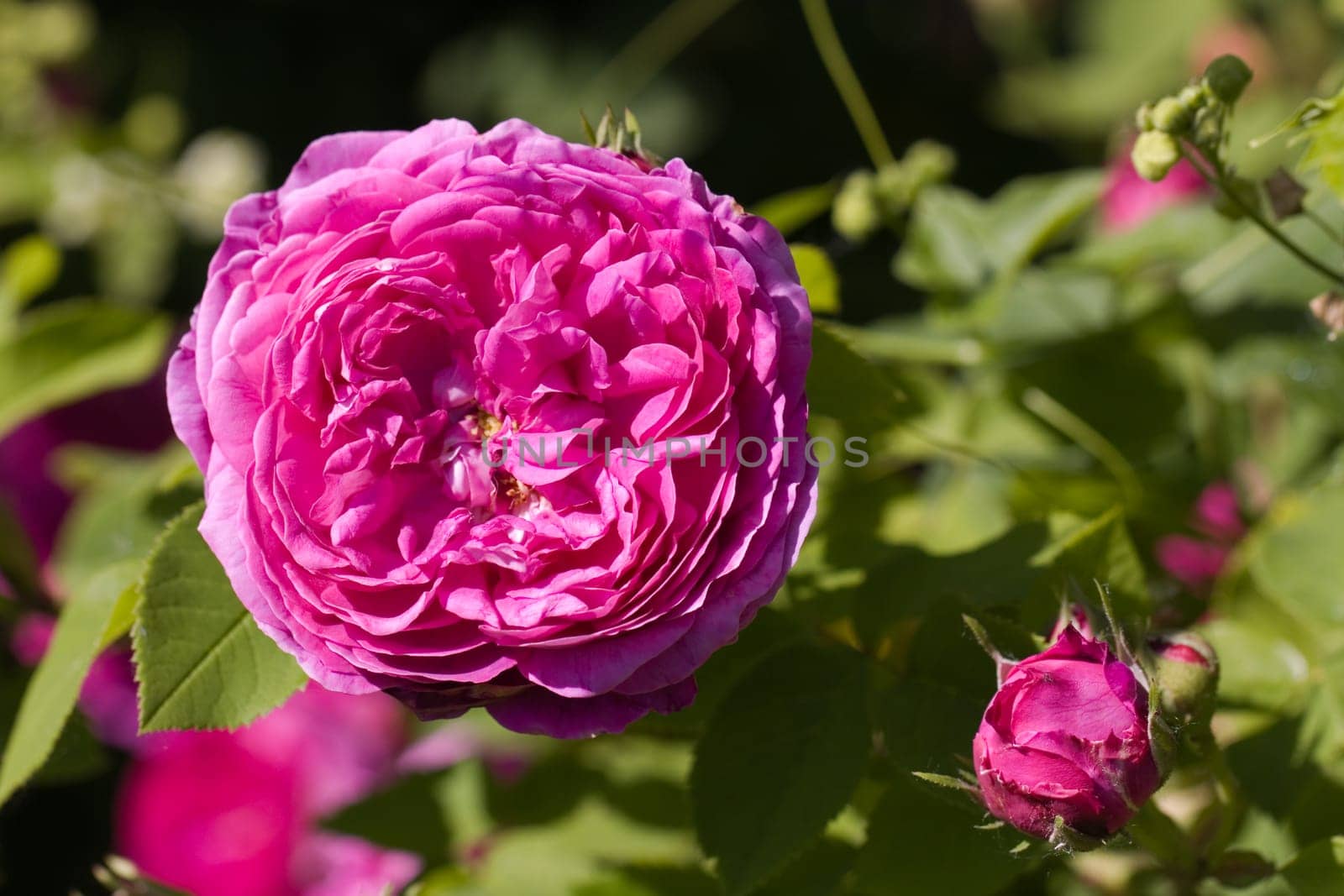 Pink Rose