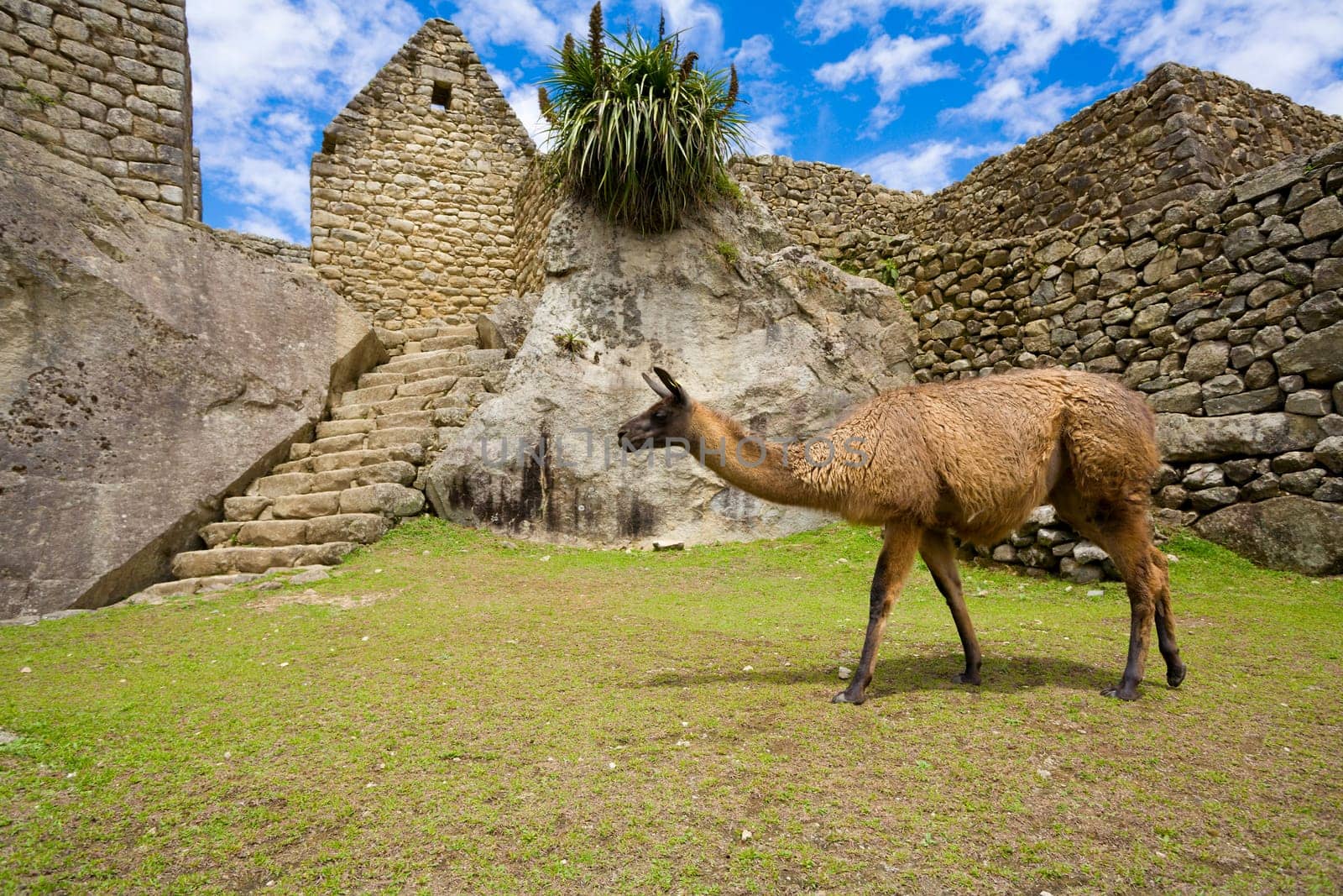 Llamas at Machu Picchu