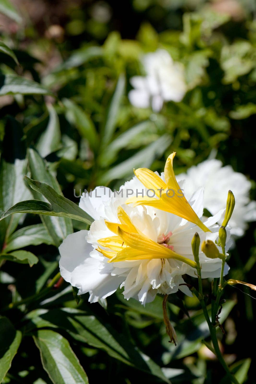 White Rose