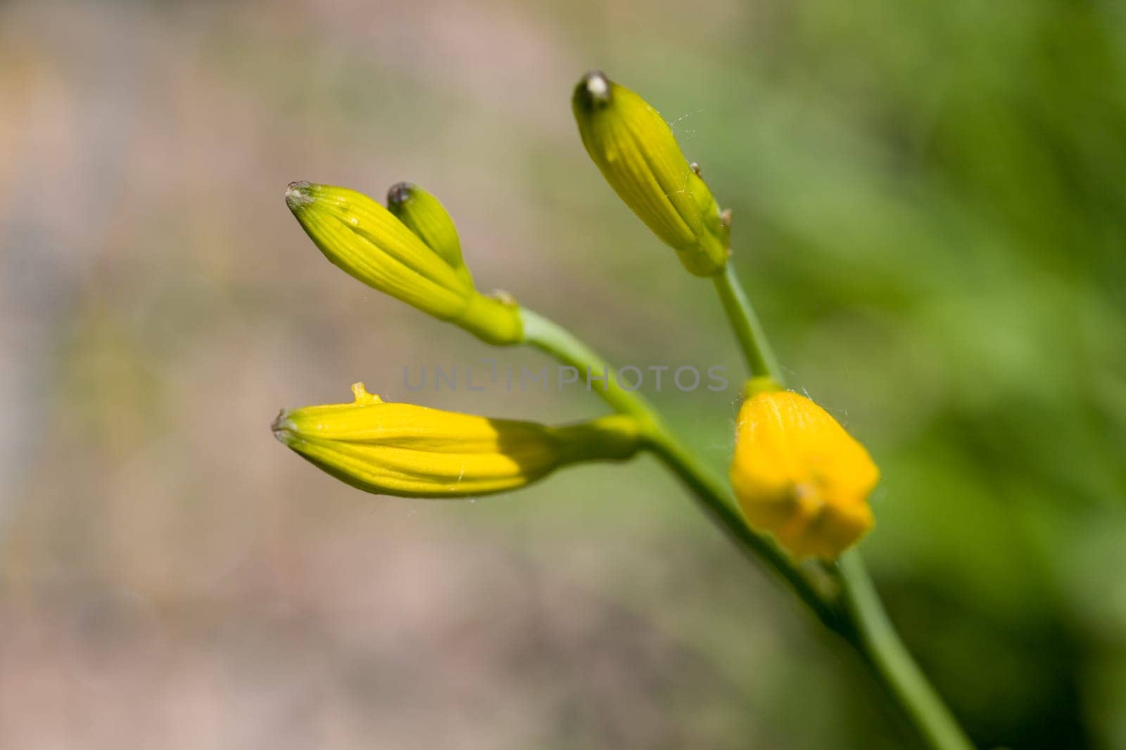 Marsh marigold,macro