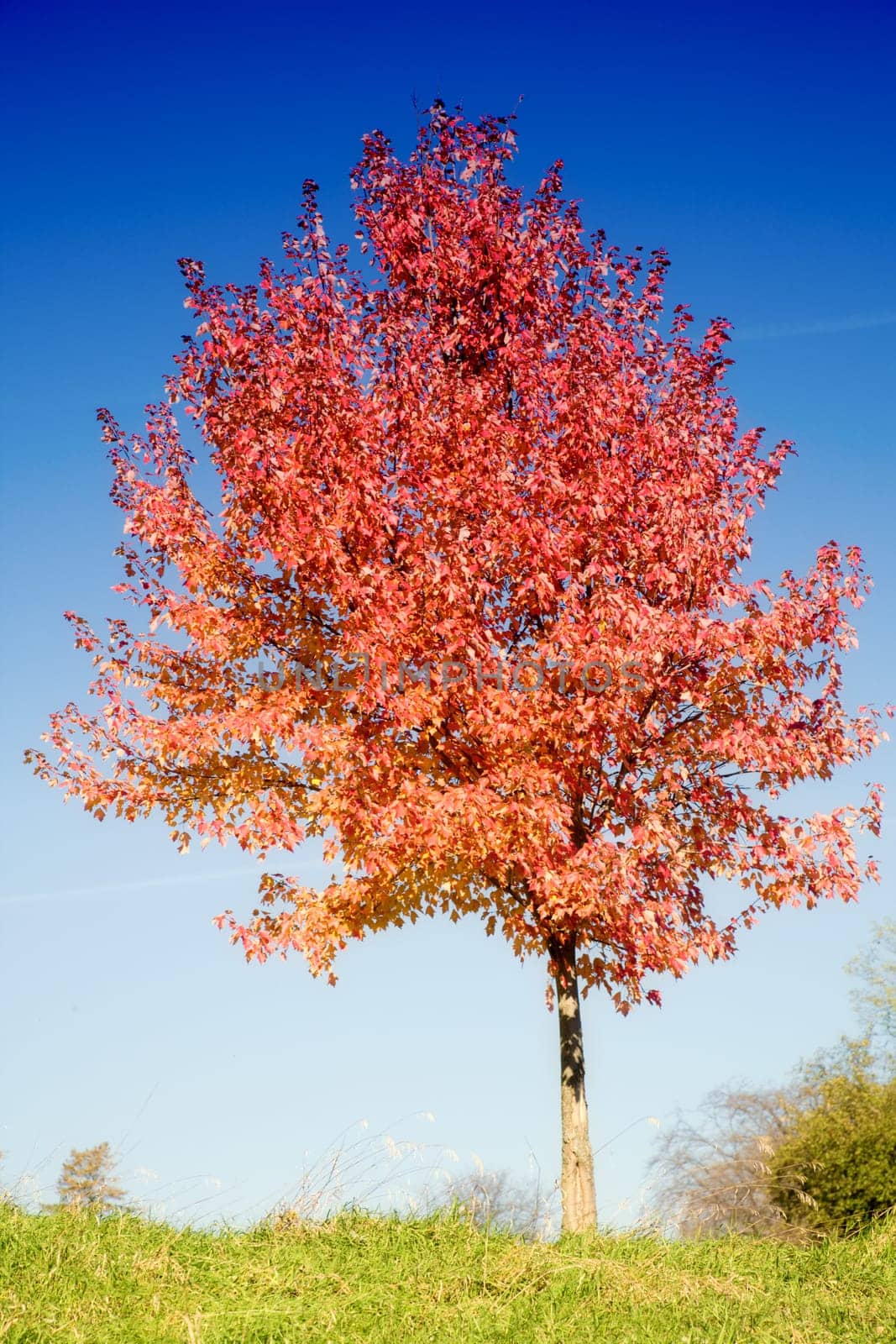 Red tree
