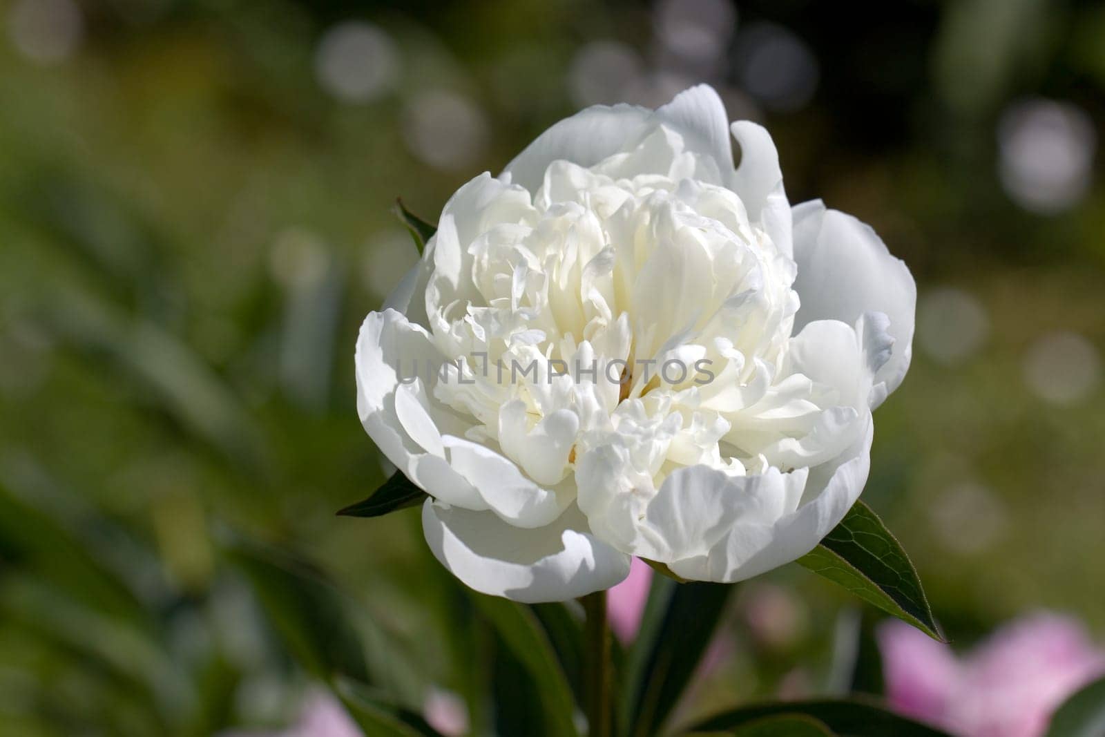 White Rose