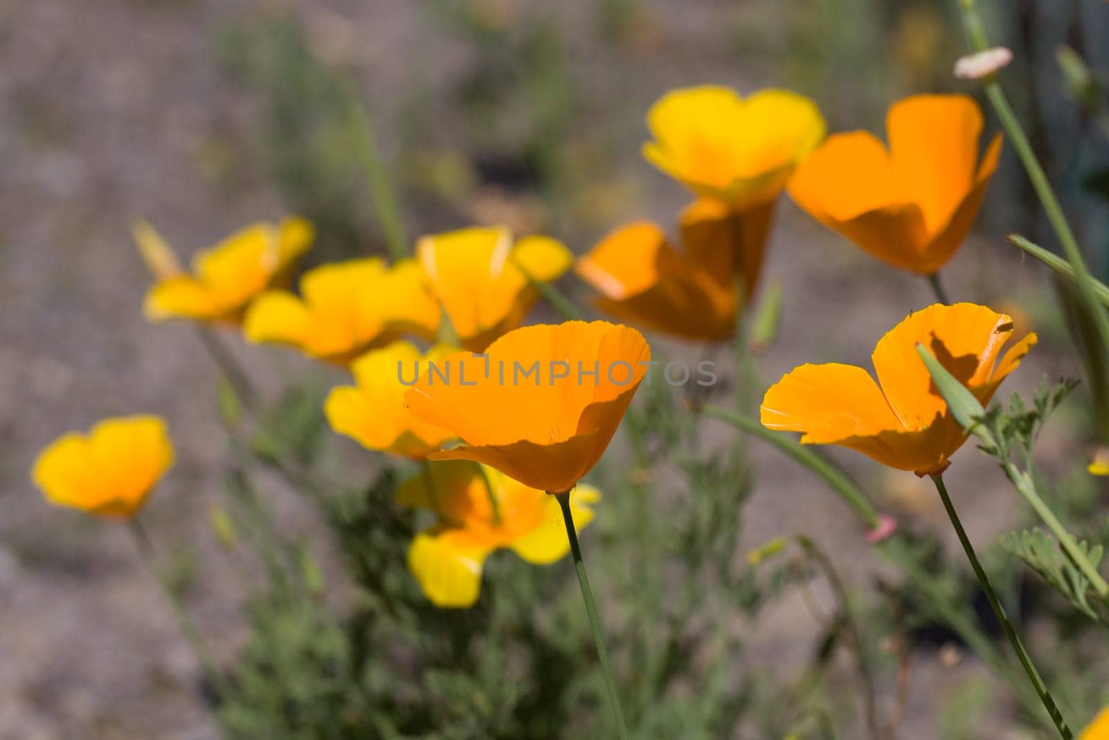 Yolk Flower
