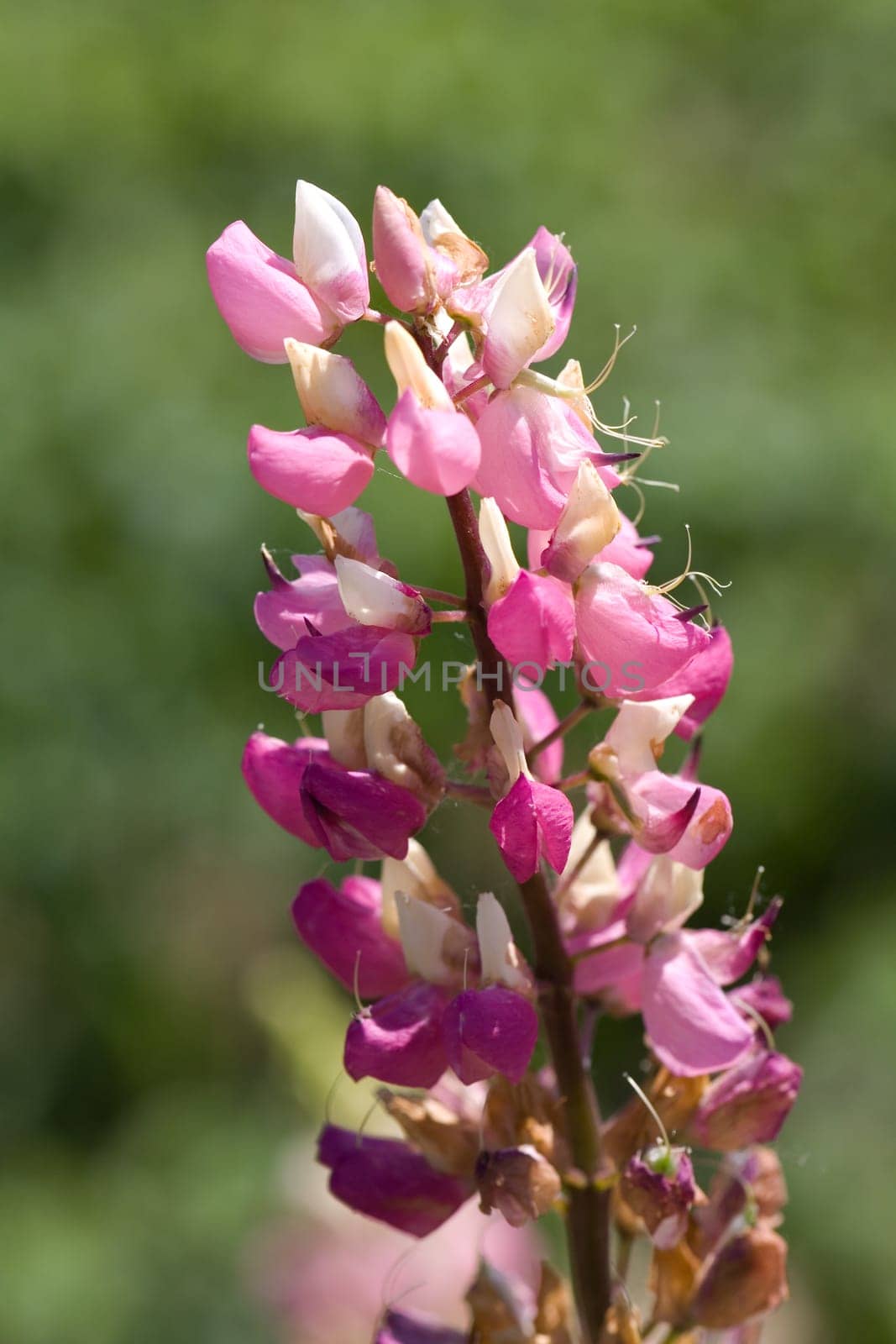 Colorful lupins