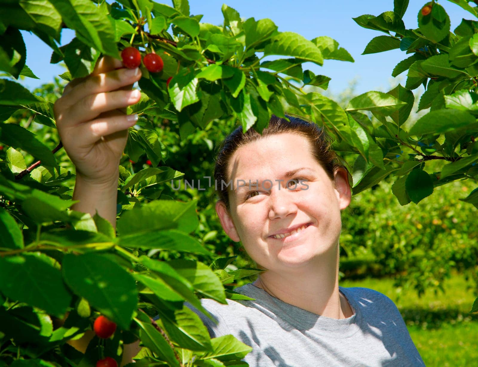 Picking cherries