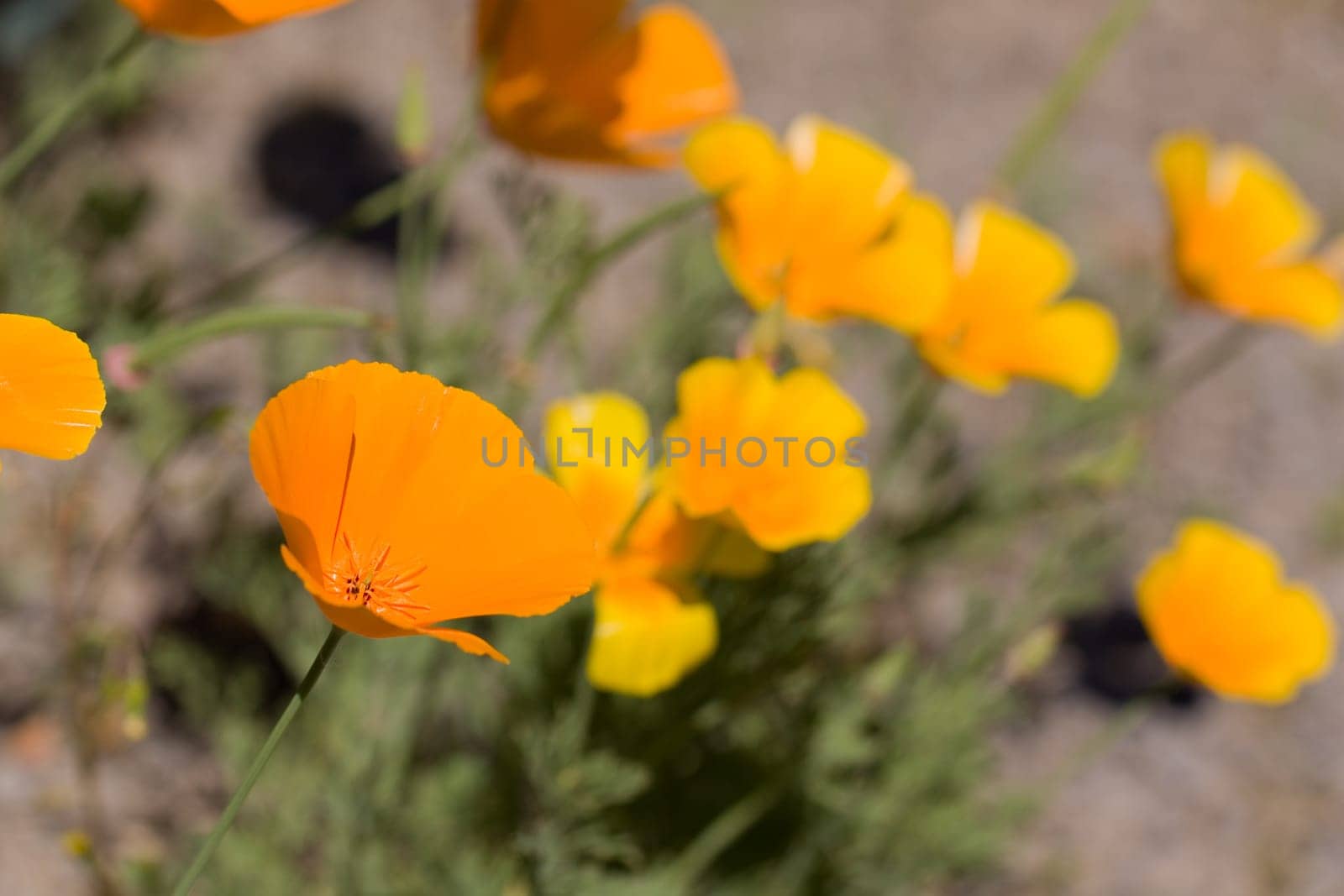Yolk Flower
