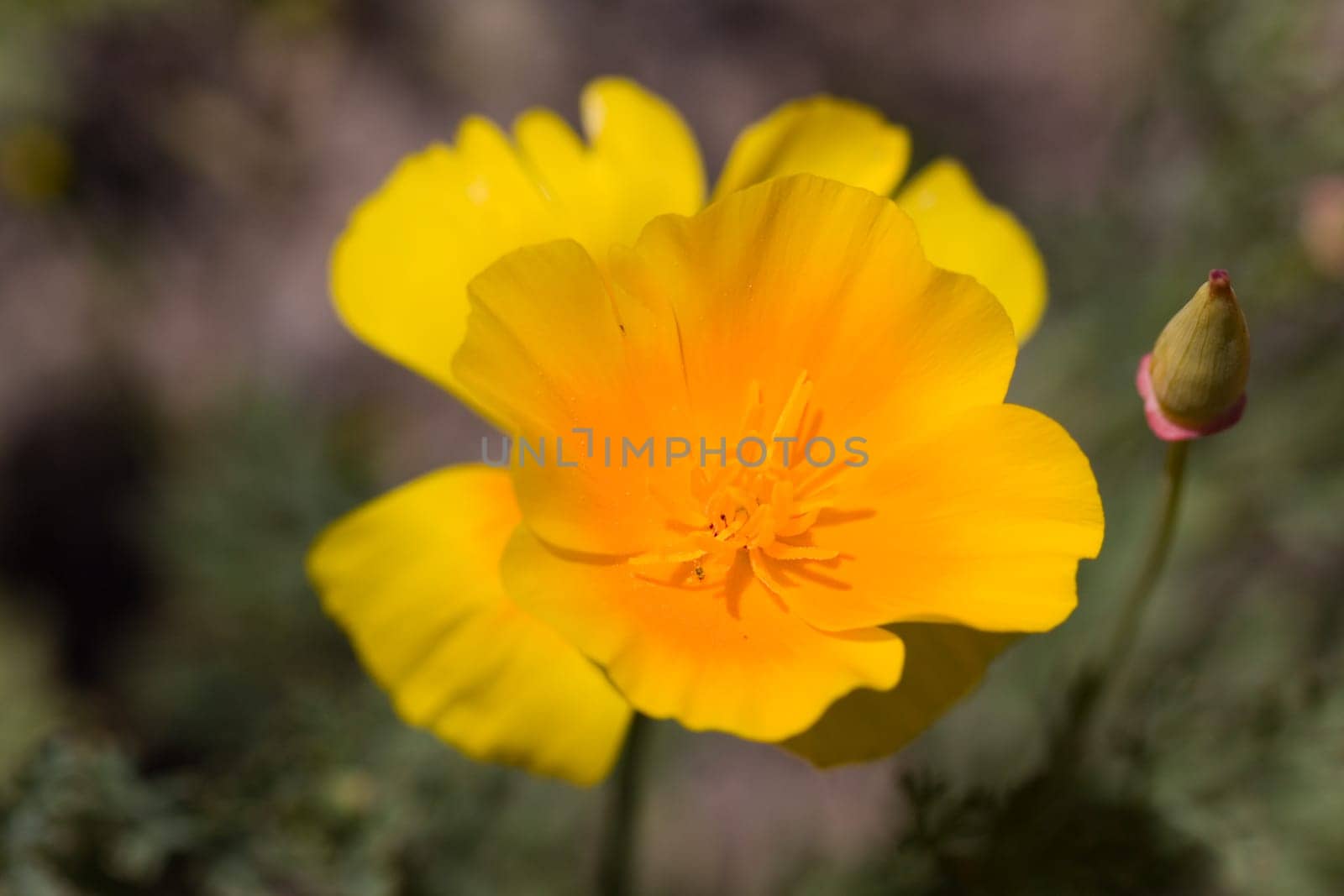 Yolk Flower