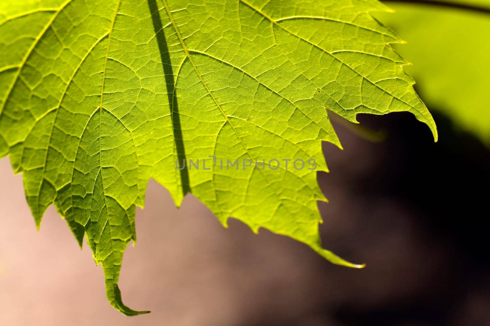 Vine leaf
