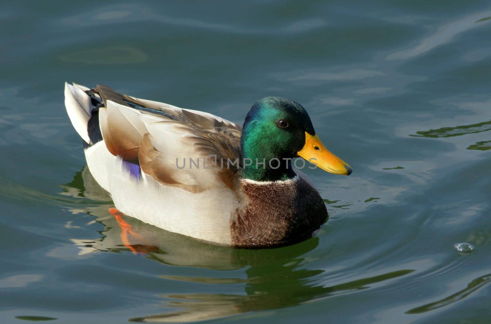 Mallard