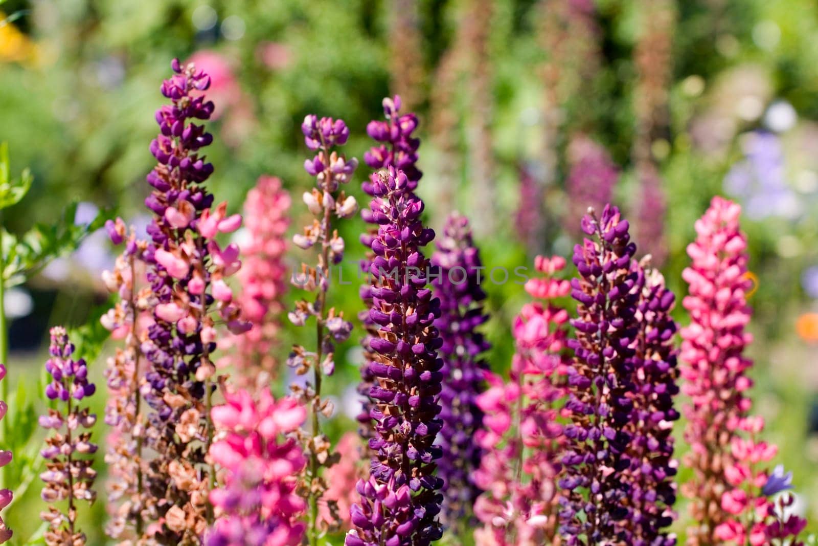 Colorful lupins
