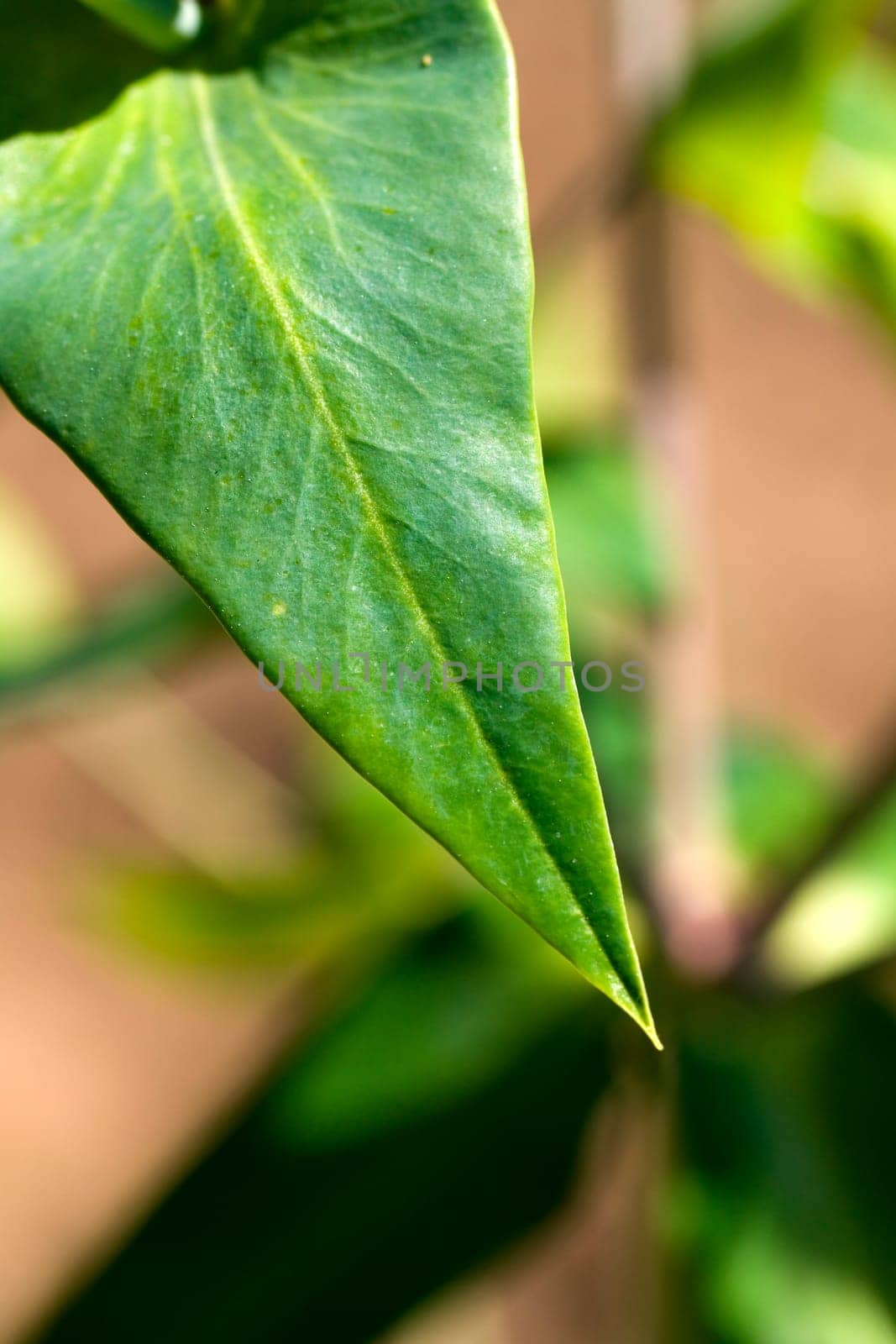 Cherry laurel leaf in the garden