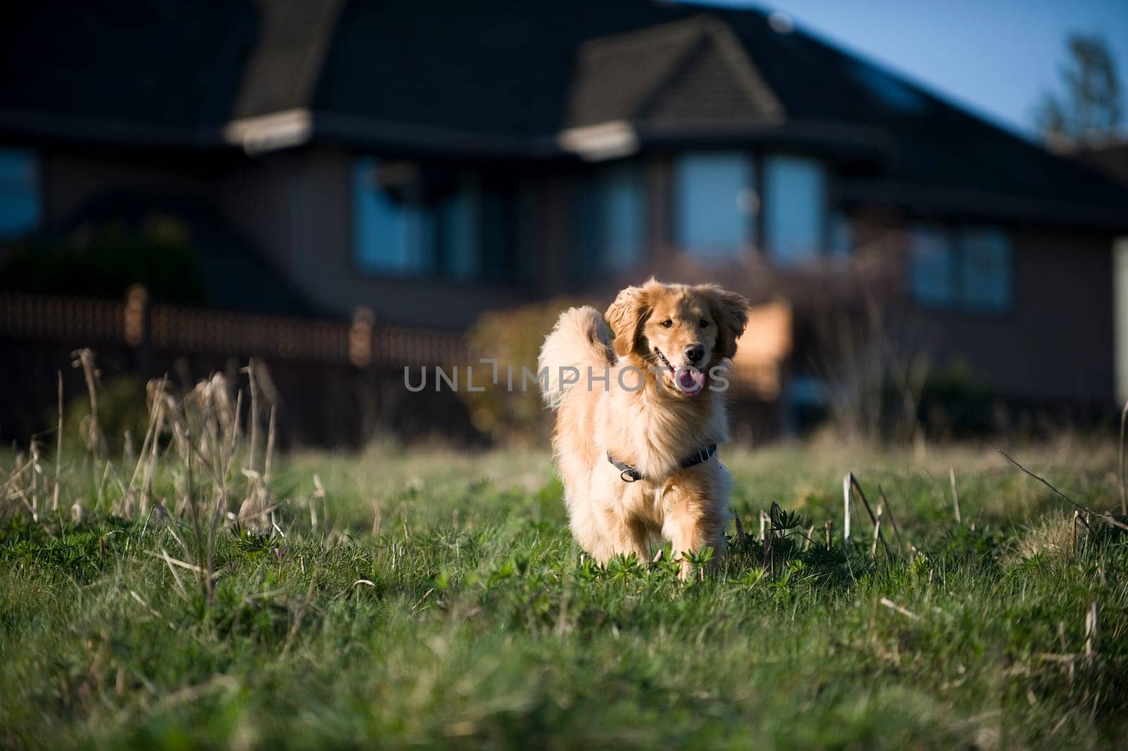 Golden Retriever runs in a field.