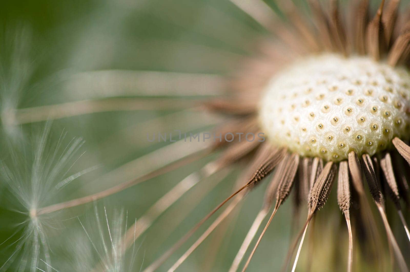 Dandelion - Taraxacum
