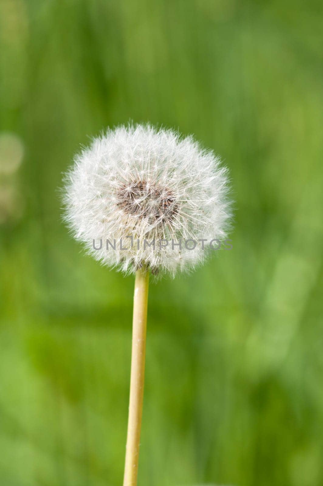 Dandelion - Taraxacum