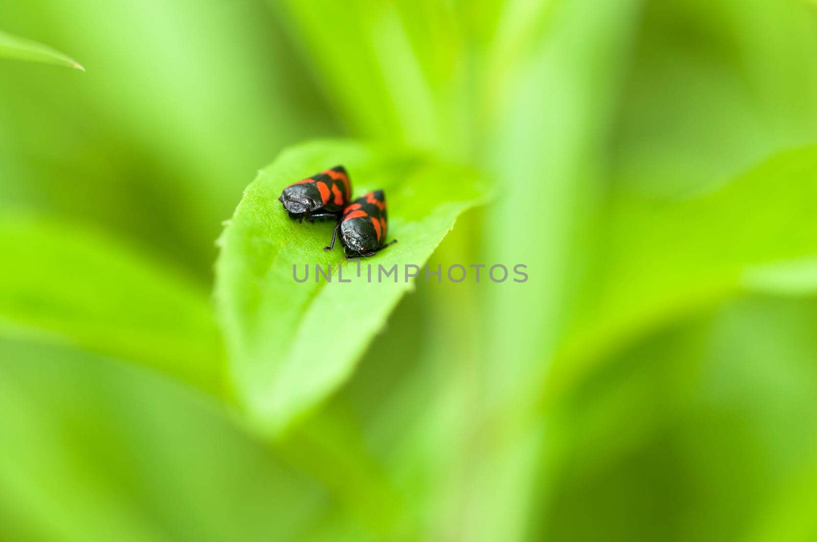 Blood leafhoppers - Pair - Cercopidae
