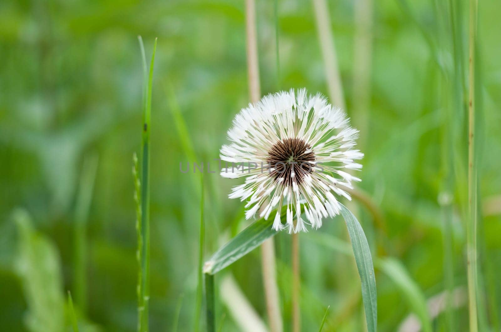 Wet Dandelion - Taraxacum
