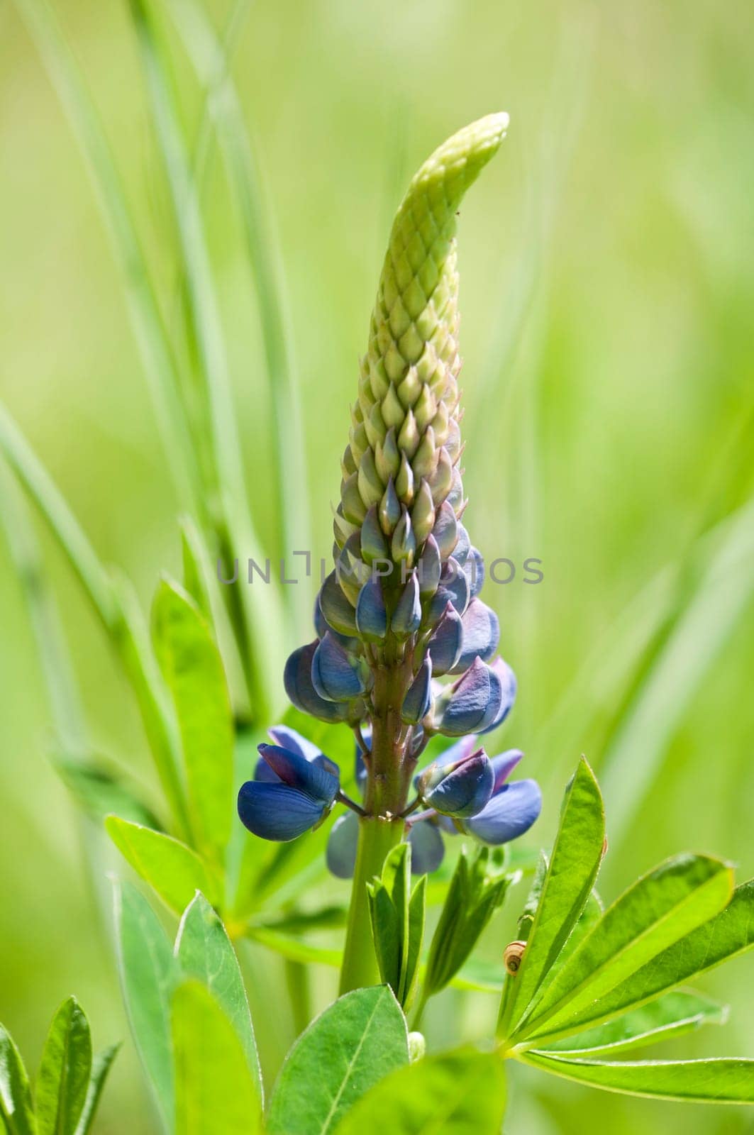 Many-leaved lupine Lupinus polyphyllus