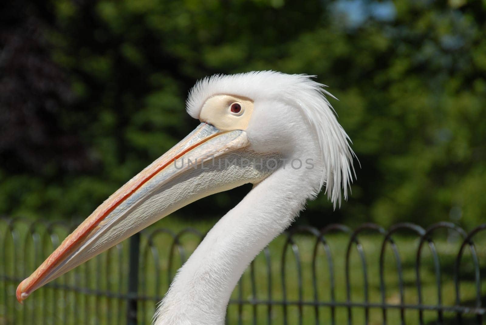 Pelican