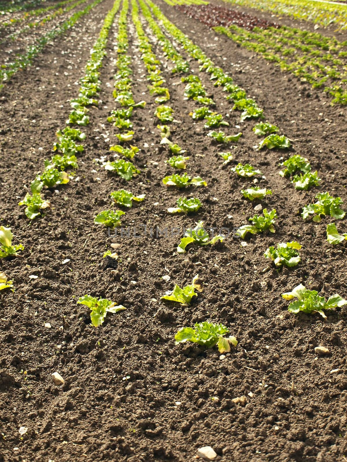 Lettuce cultivation