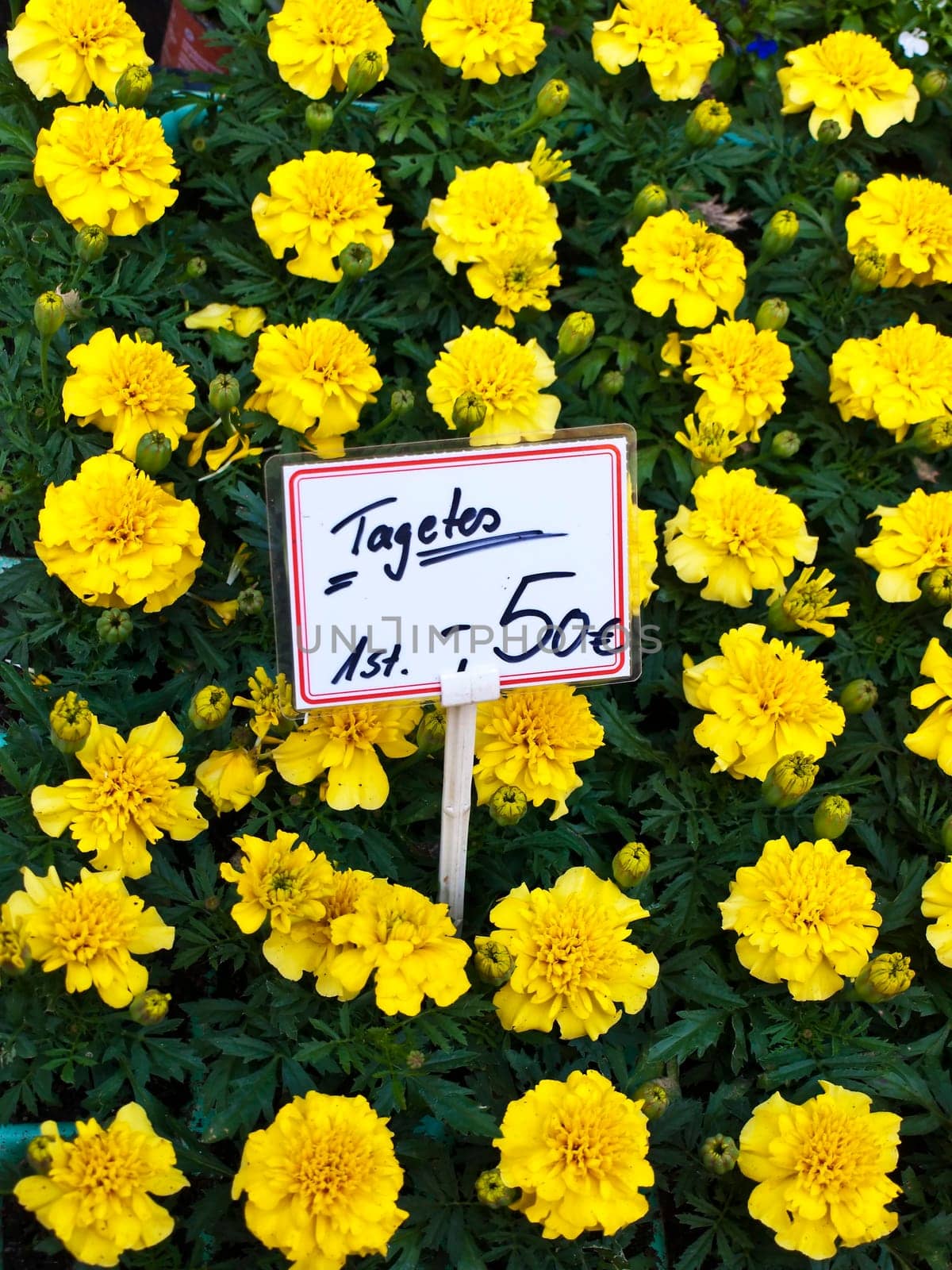 Tagetes